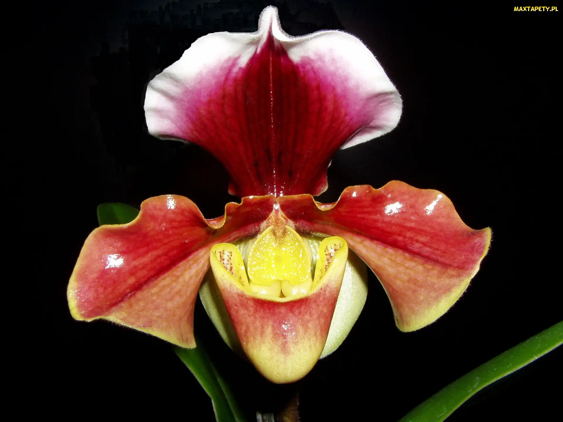 Paphiopedilum, Łacińska, Sabotek, Nazwa