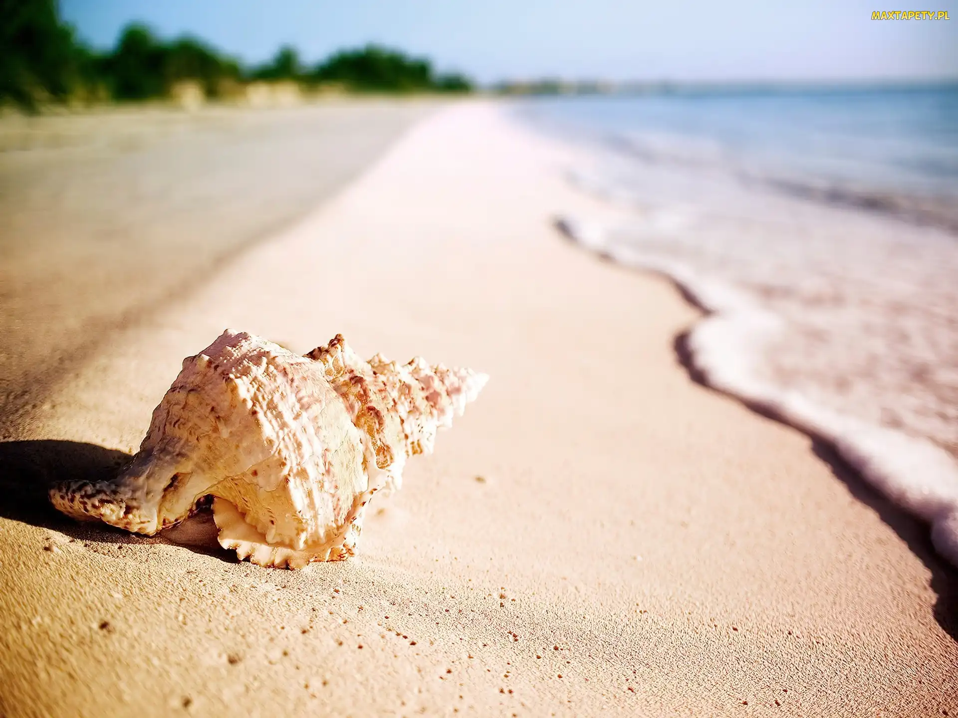 Plaża, Fala, Muszla
