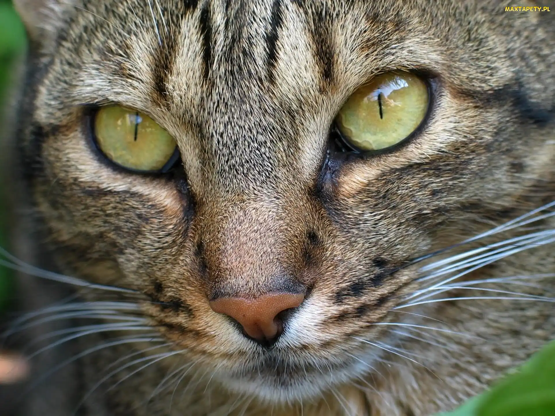 Oczy, Ocicat, Kot, Rasy