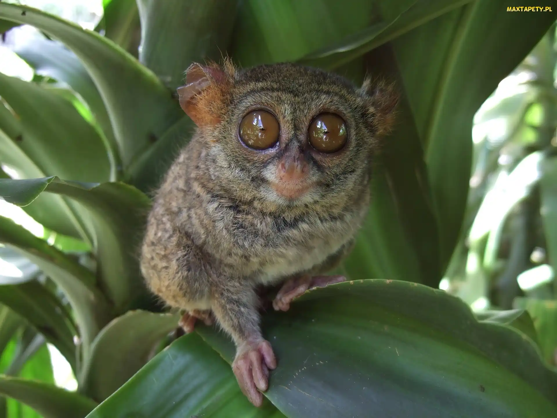 Oczy, Duże, Małpka, Bohol Tarsier