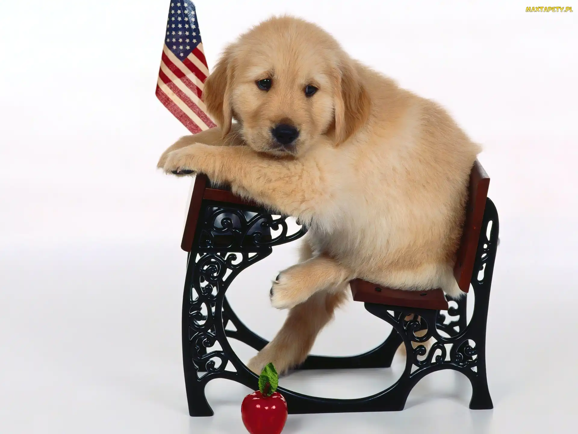 Retriever, USA, Flaga, Ławka