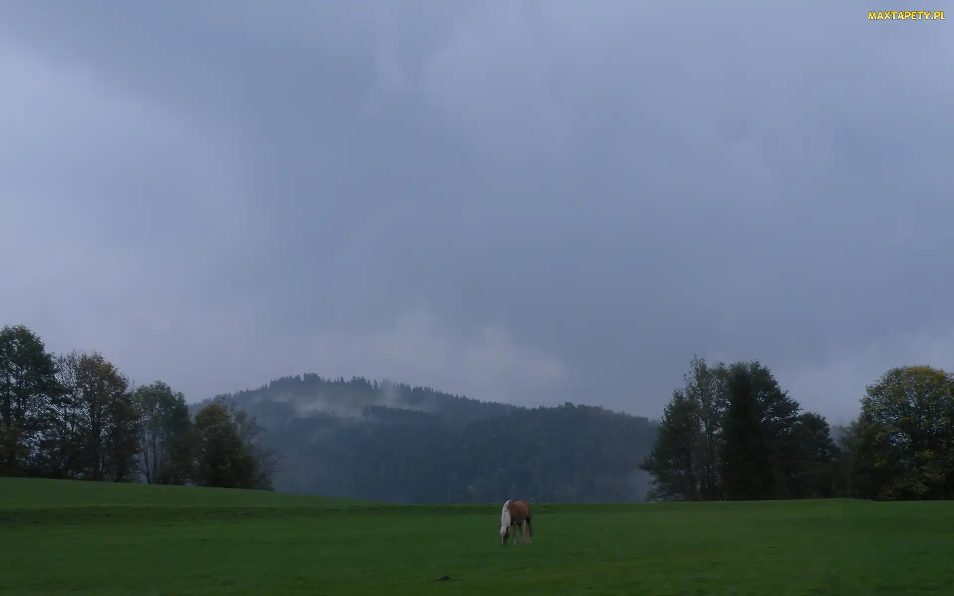Łąka, Austria, Koń