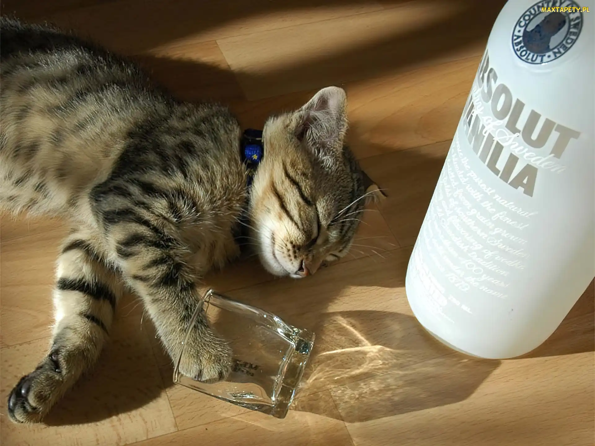Kiciuś, Absolut, Butelka, Szklanka