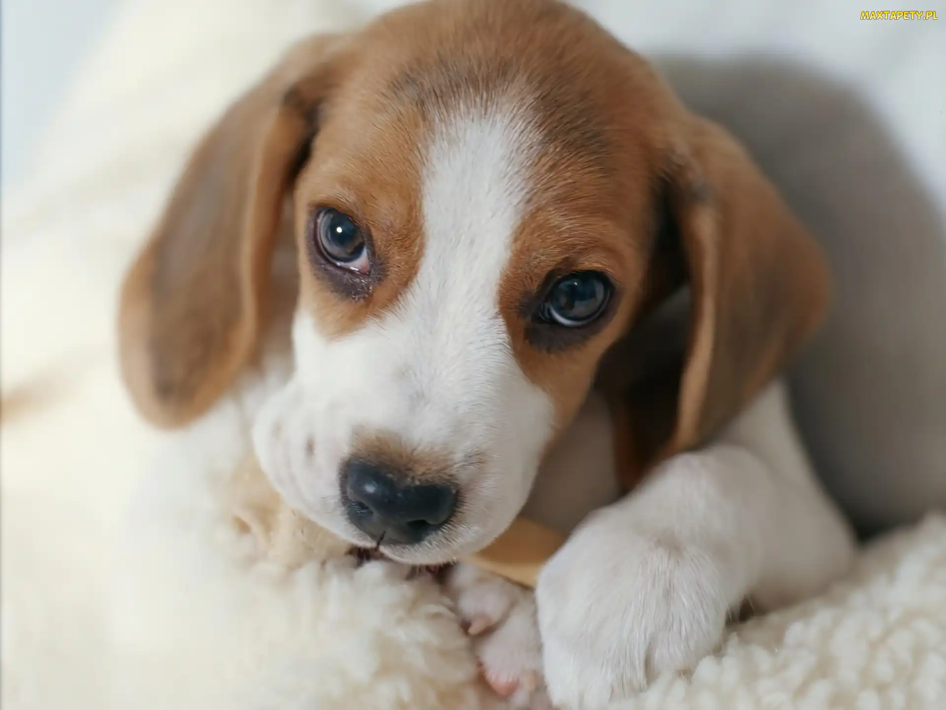 Kość, Pyszczek, Szczeniak, Beagle