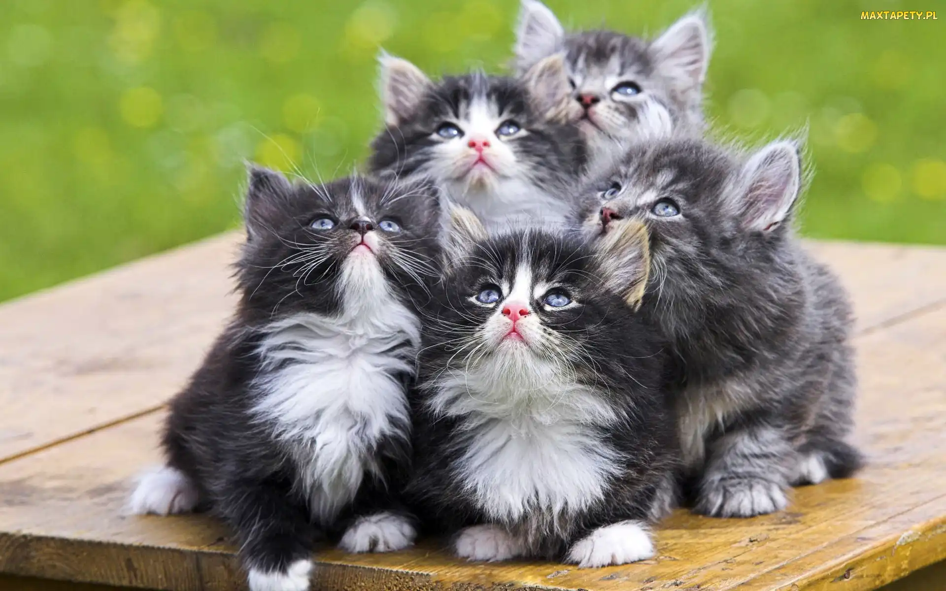 Maine coon, Kotków, Pięć, Słodkich