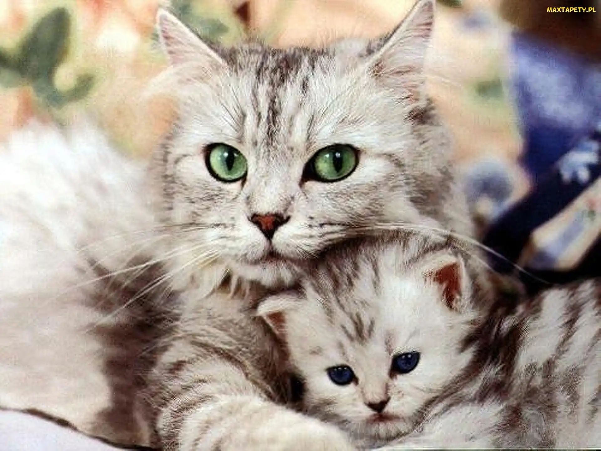 Kocia, Mama