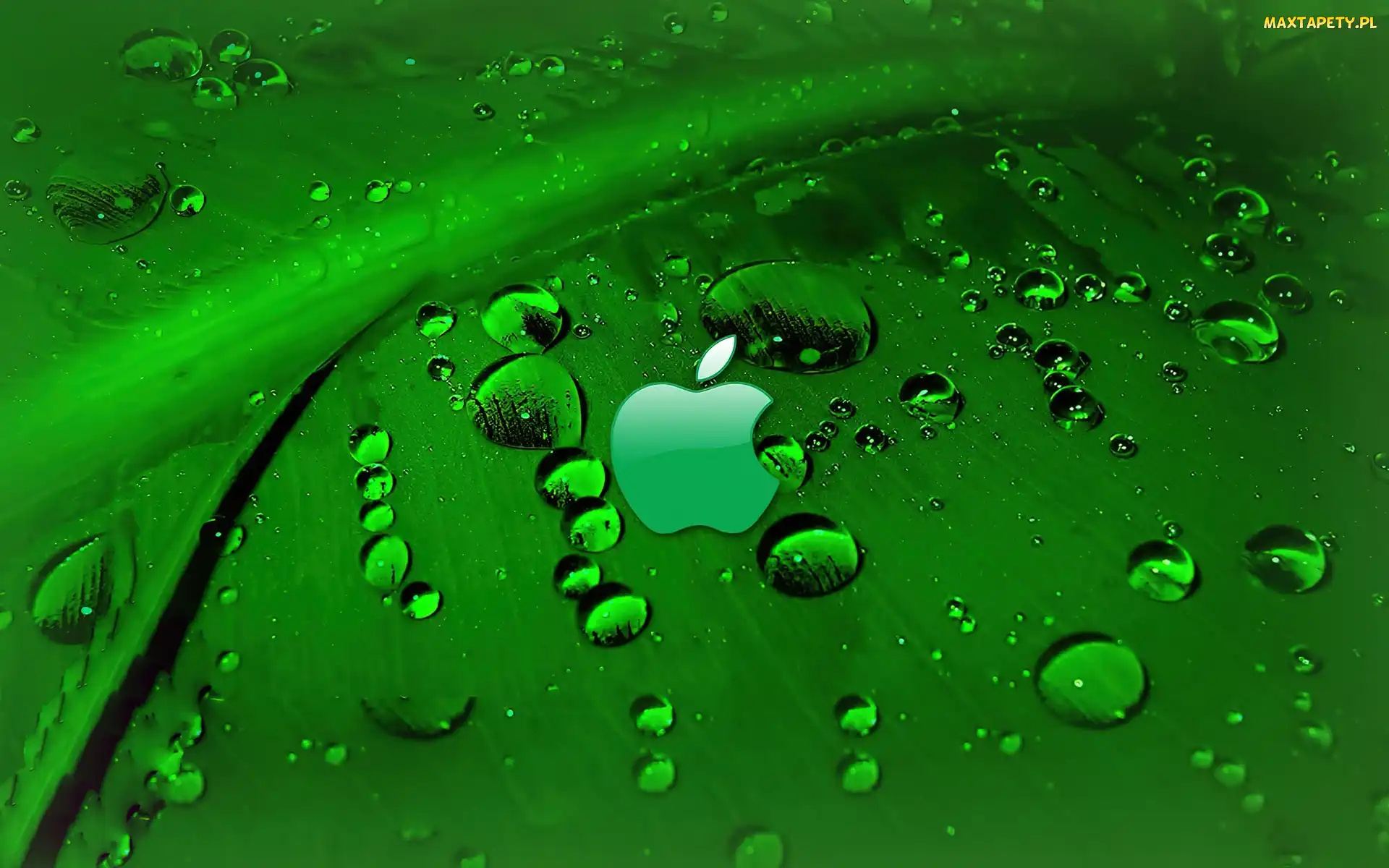 Zielony, Apple, Rosa, Logo, Liść