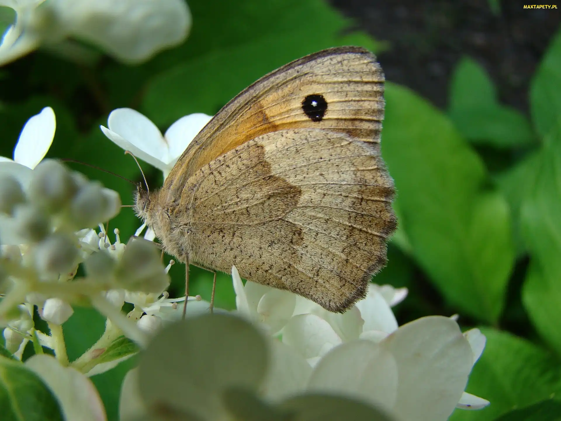 Motyl, Bzu, Kwiat
