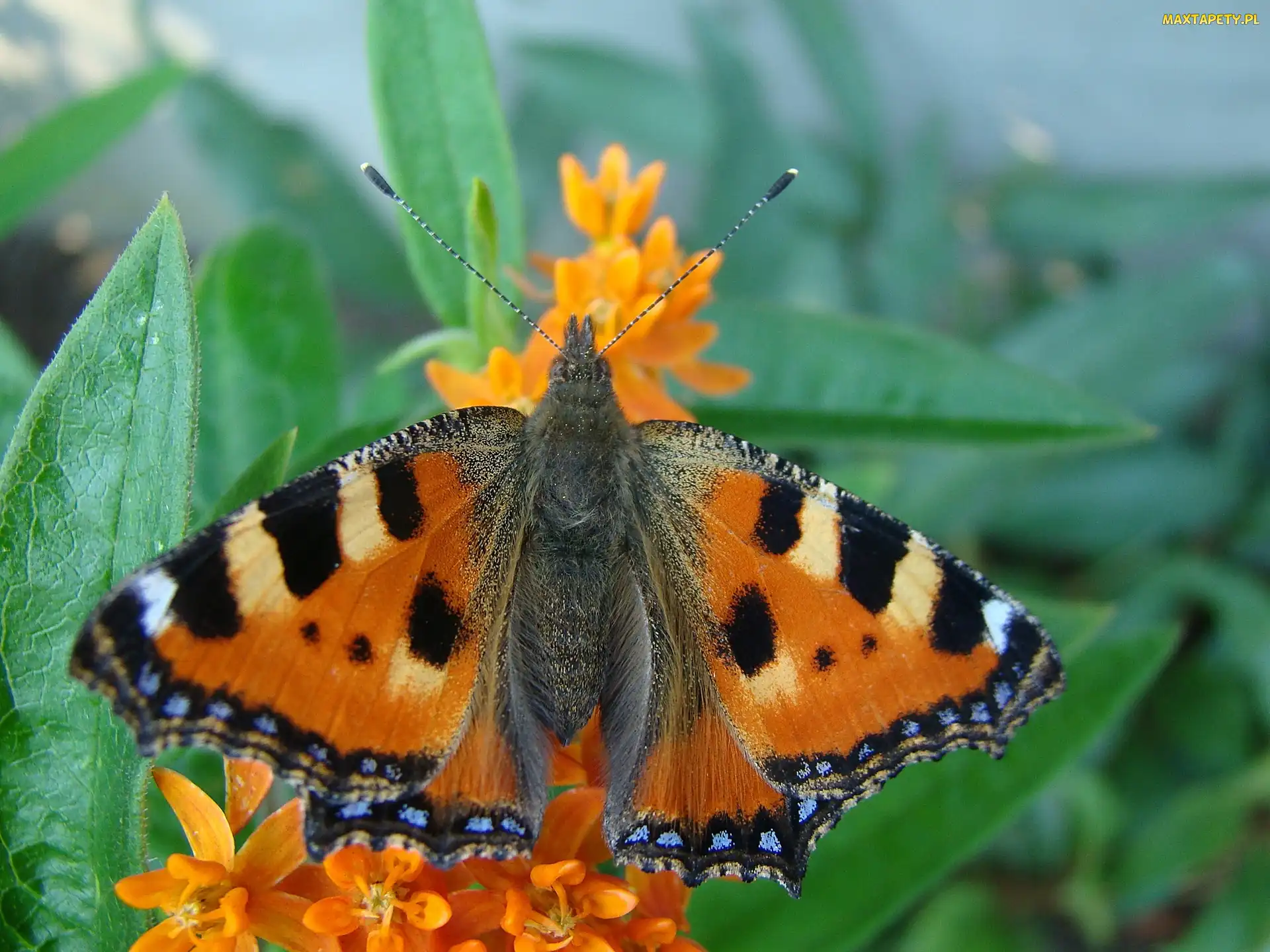Skrzydełka, Pokrzywnik, Motyl, Rusałka
