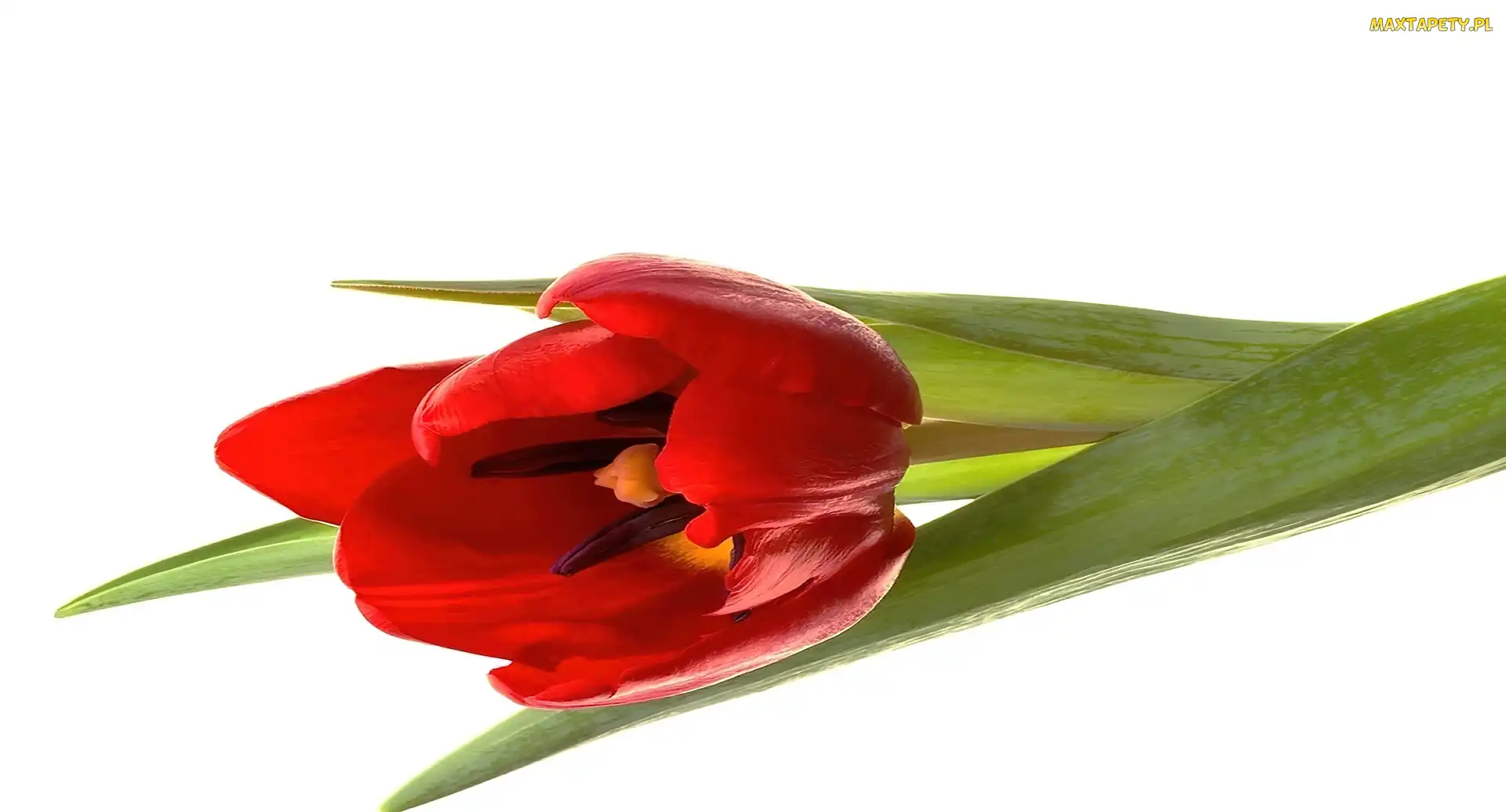 Czerwony, Tulipan