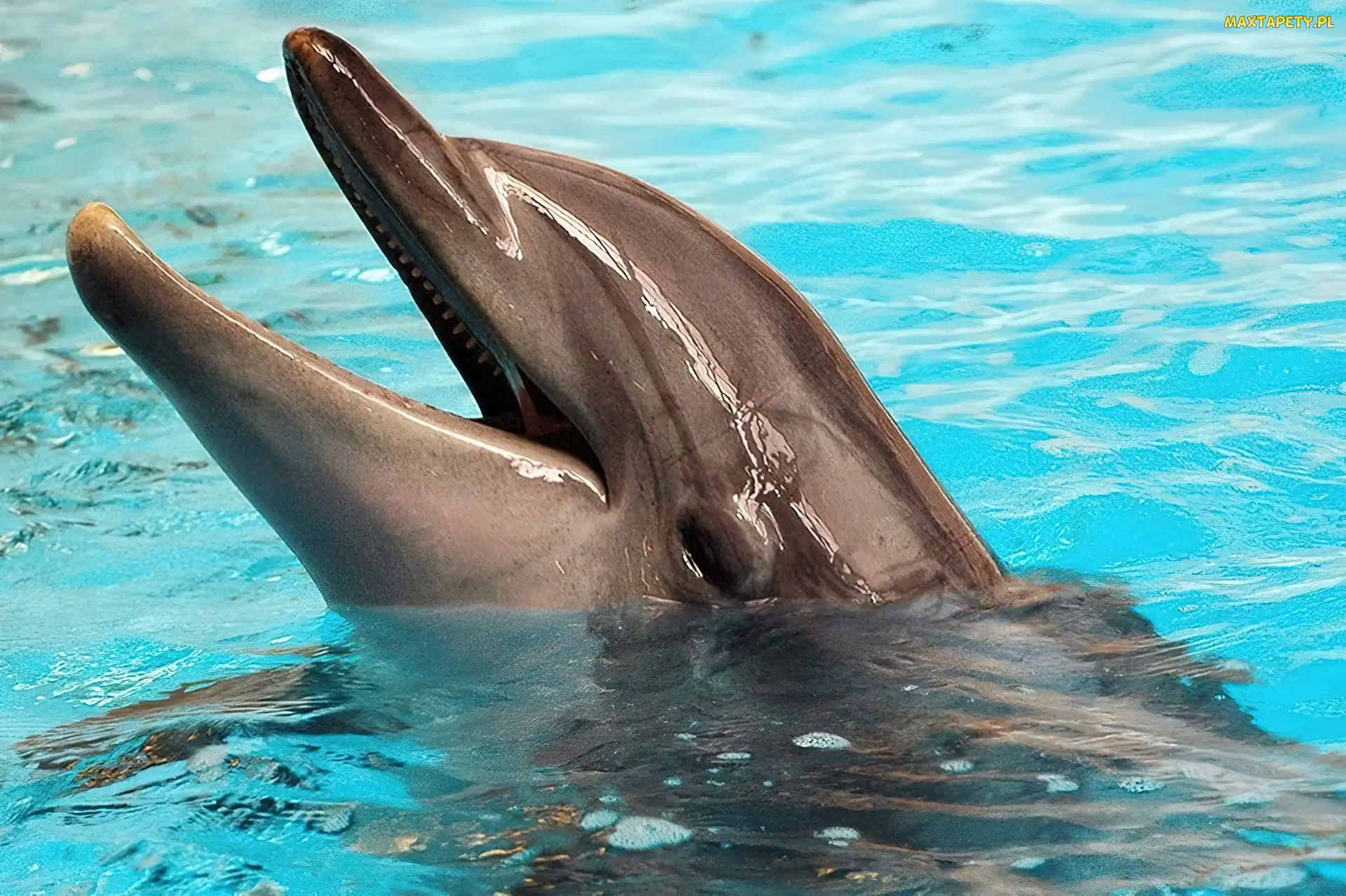 Delfin, Woda, Oko