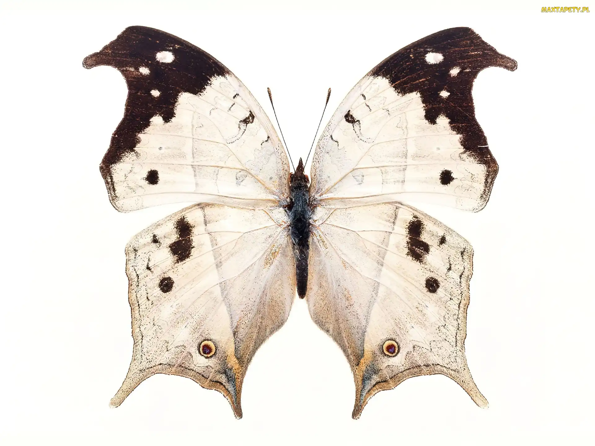 Biało, Motyl, Brązowy