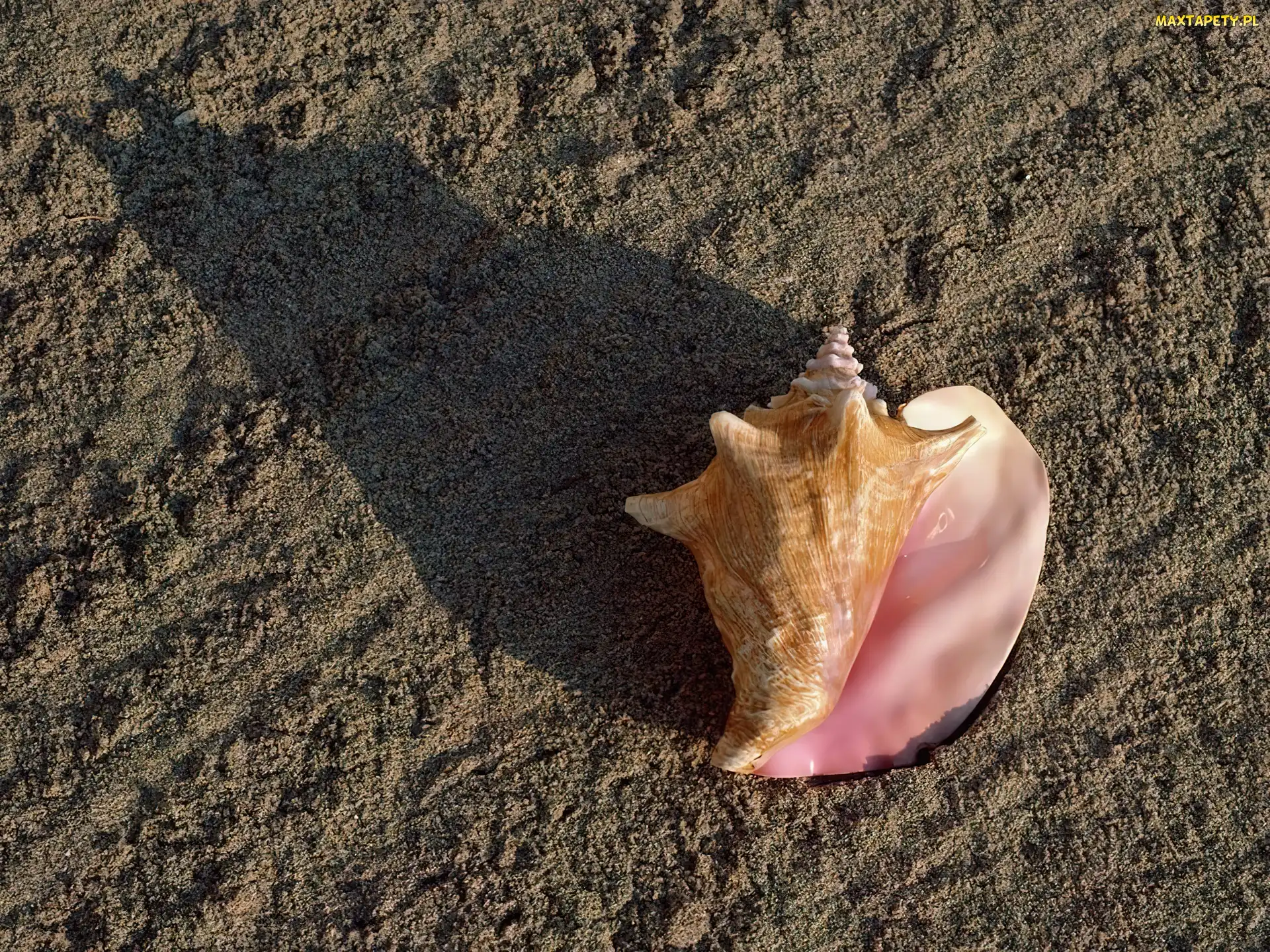 Plaża, Muszla, Piasek