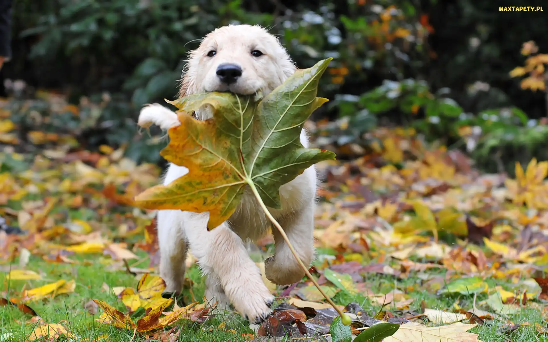 Klonu, Golden Retriever, Liść