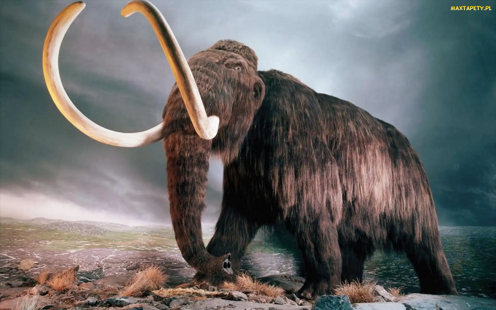 Długa, Trąba, Mamut