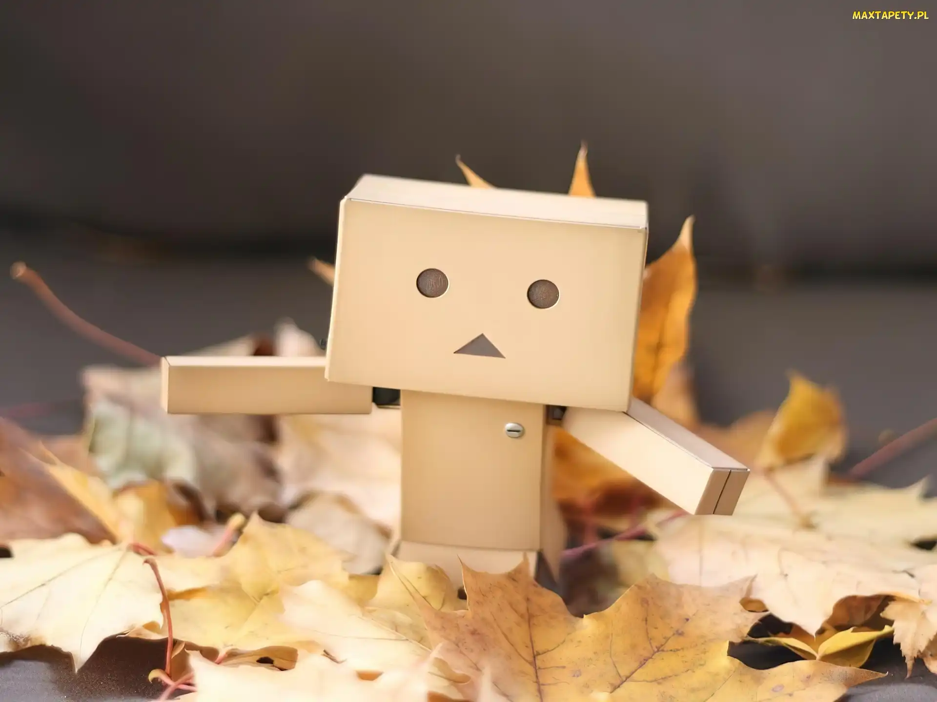 Liście, Danbo