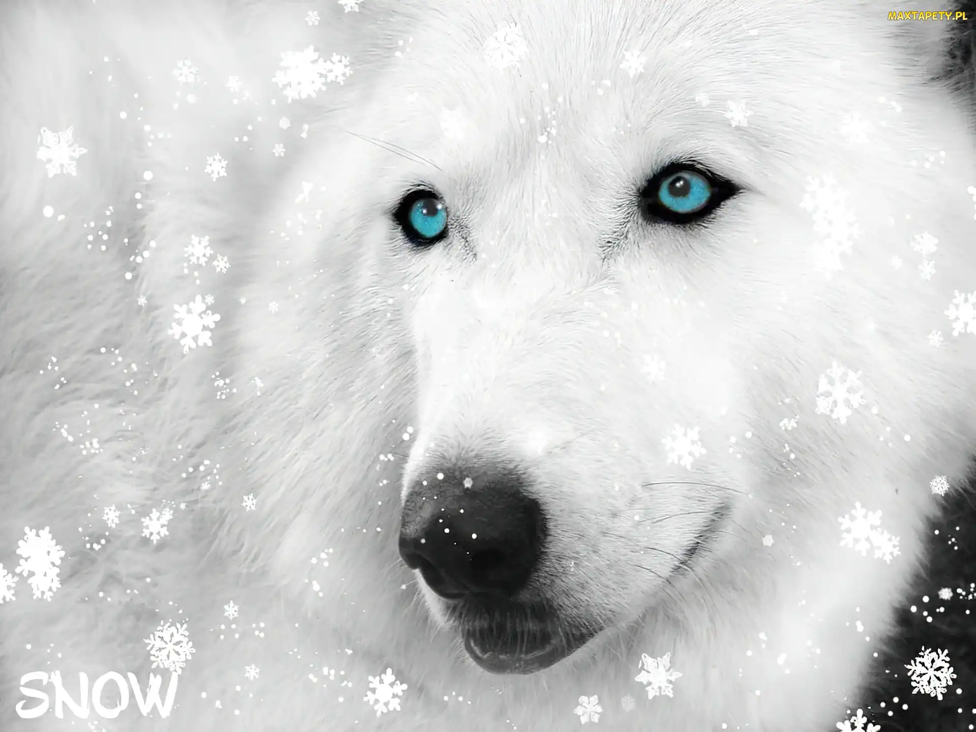 Śniegu, Siberian Husky, Płatki