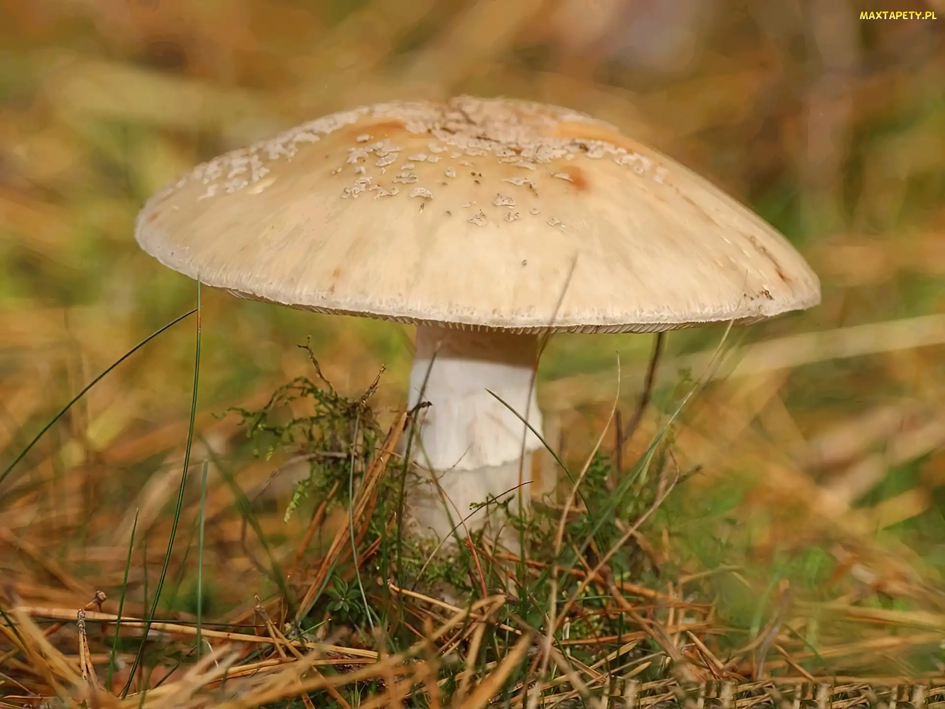 Muchomor, Trujący