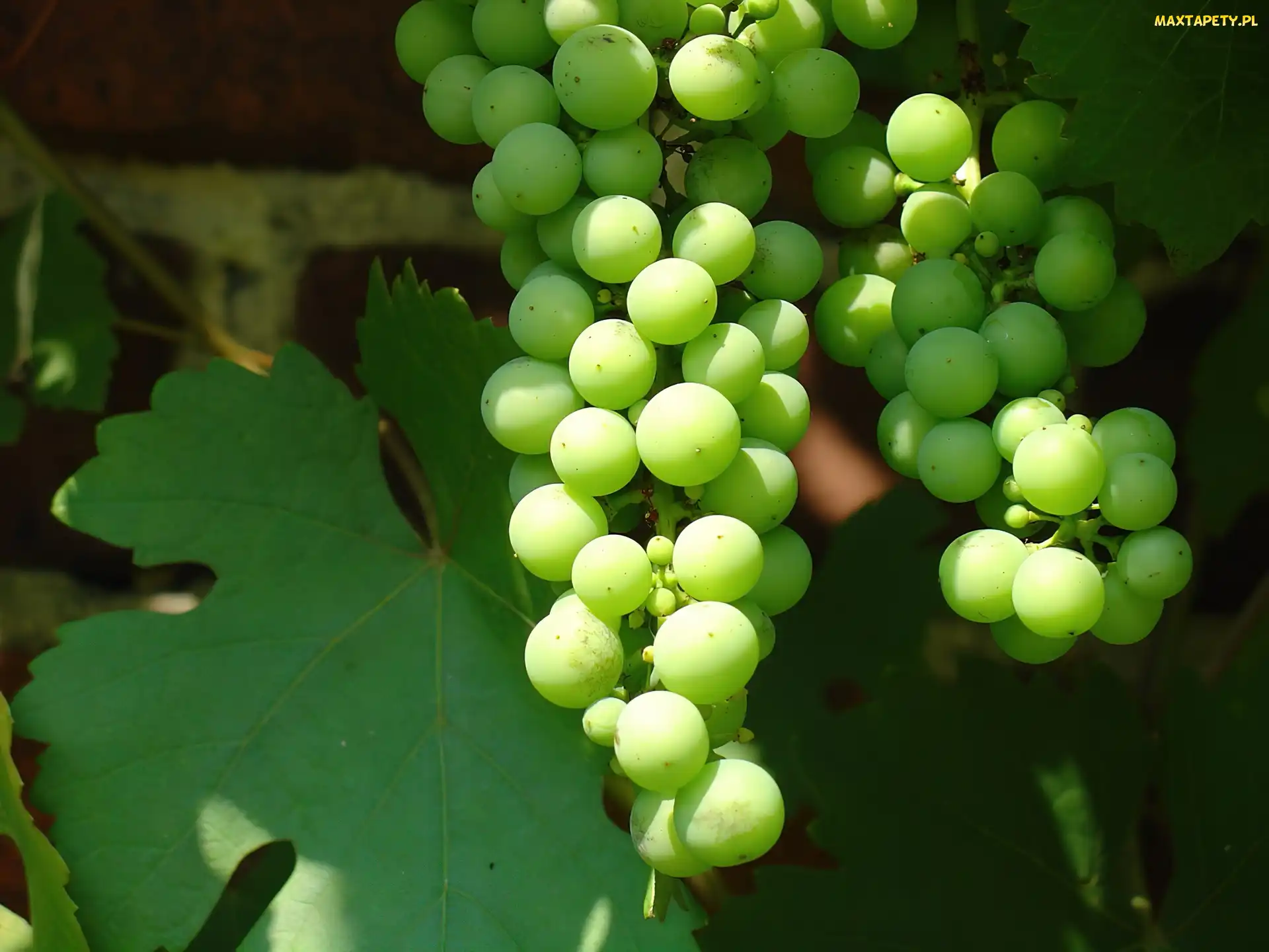 Winogrono, Jasne, Grona
