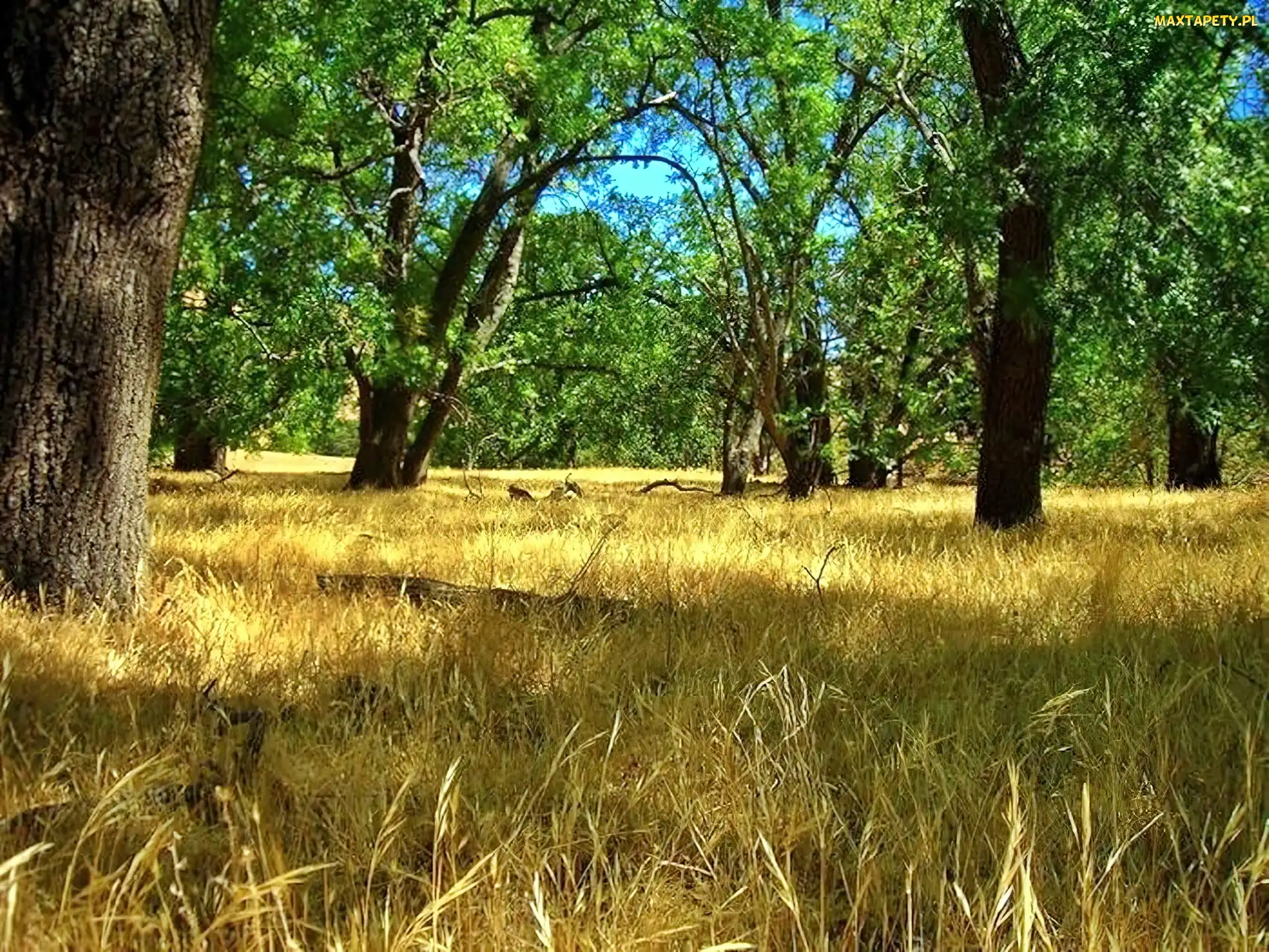 Wysuszona, Trawa, Las