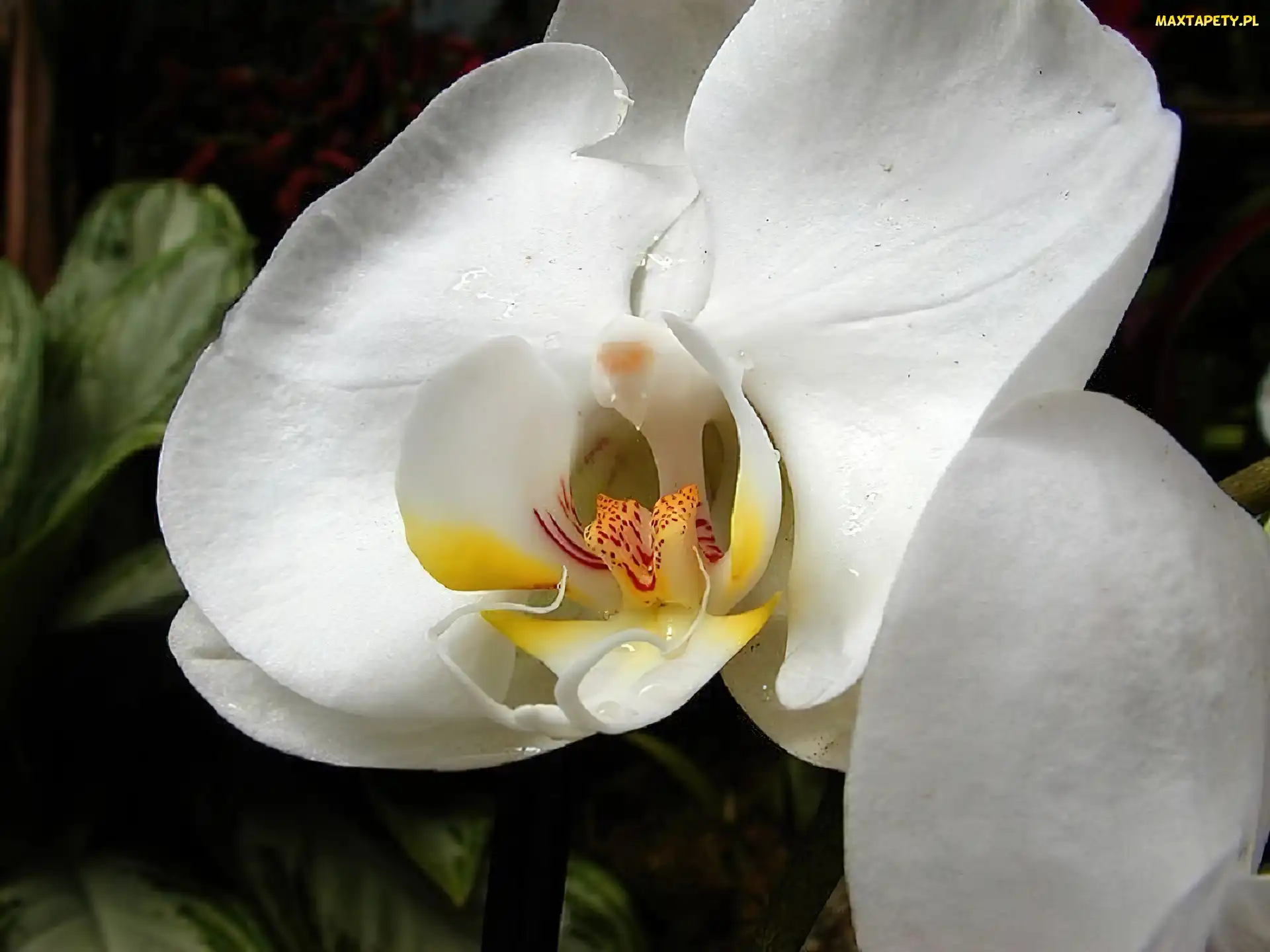 Orchidea, Biała