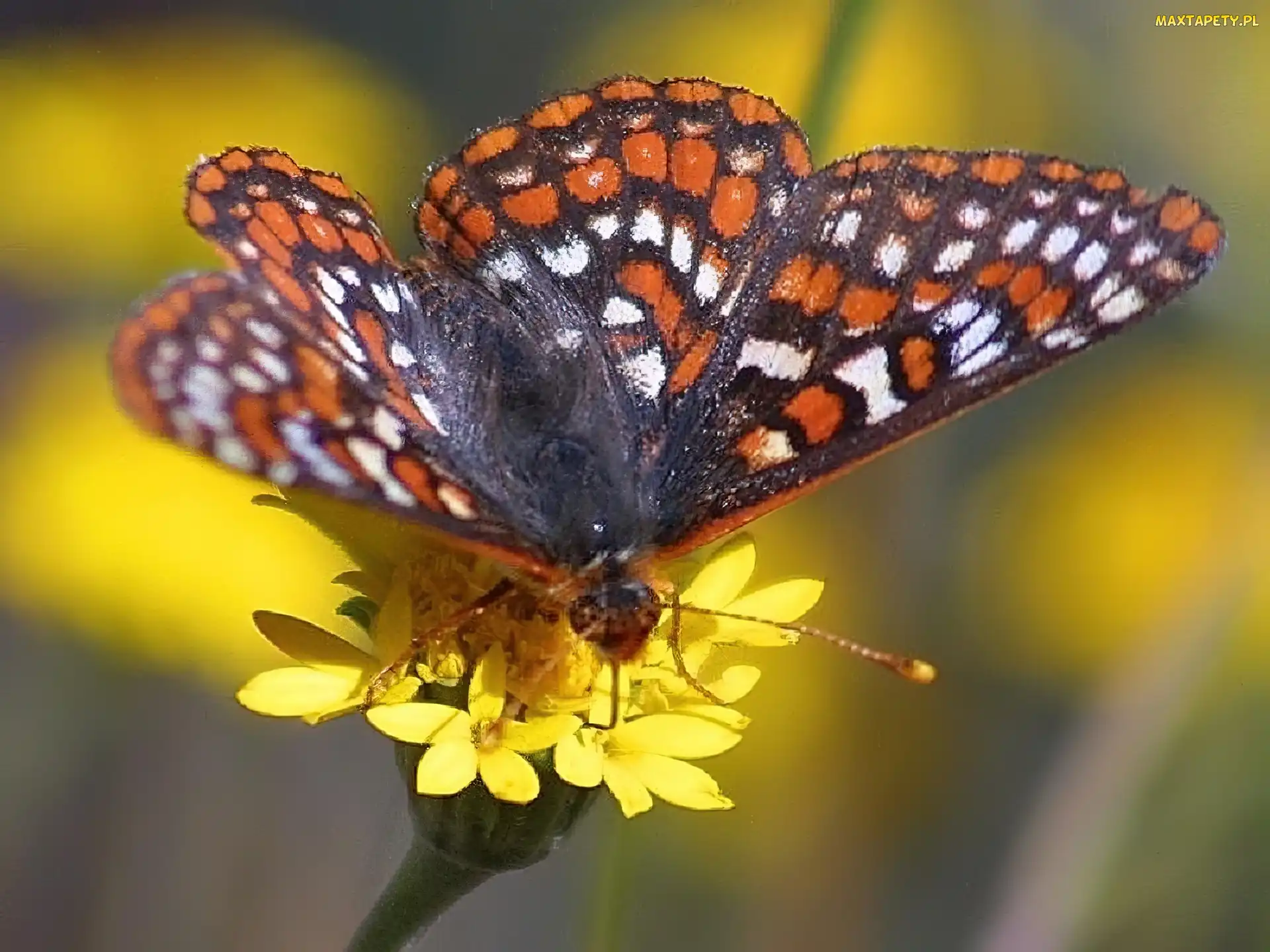 Motyl, Kwiatki, Żółte, Przeplatka maturna