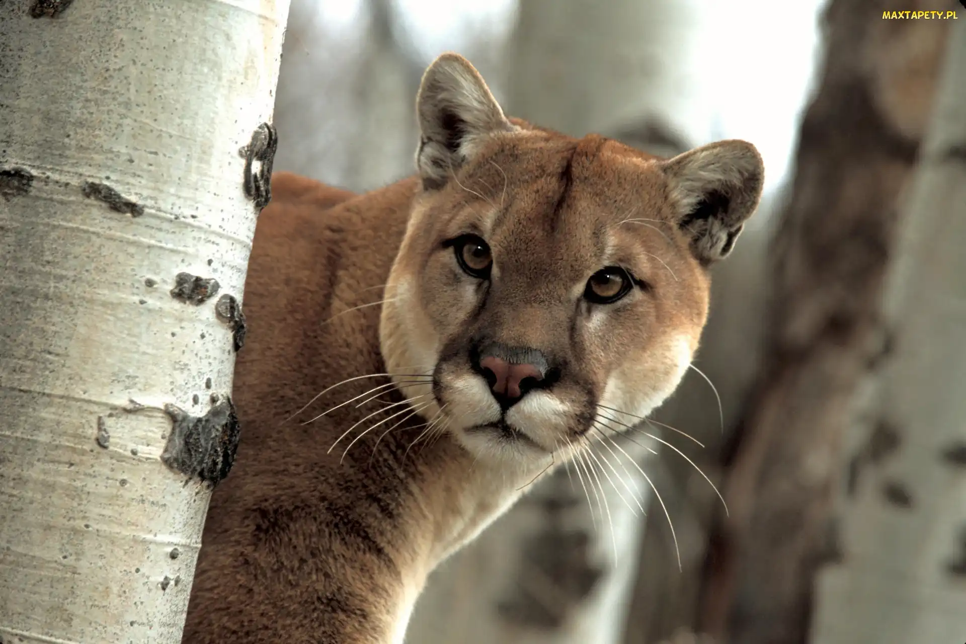 Puma, Drzewo
