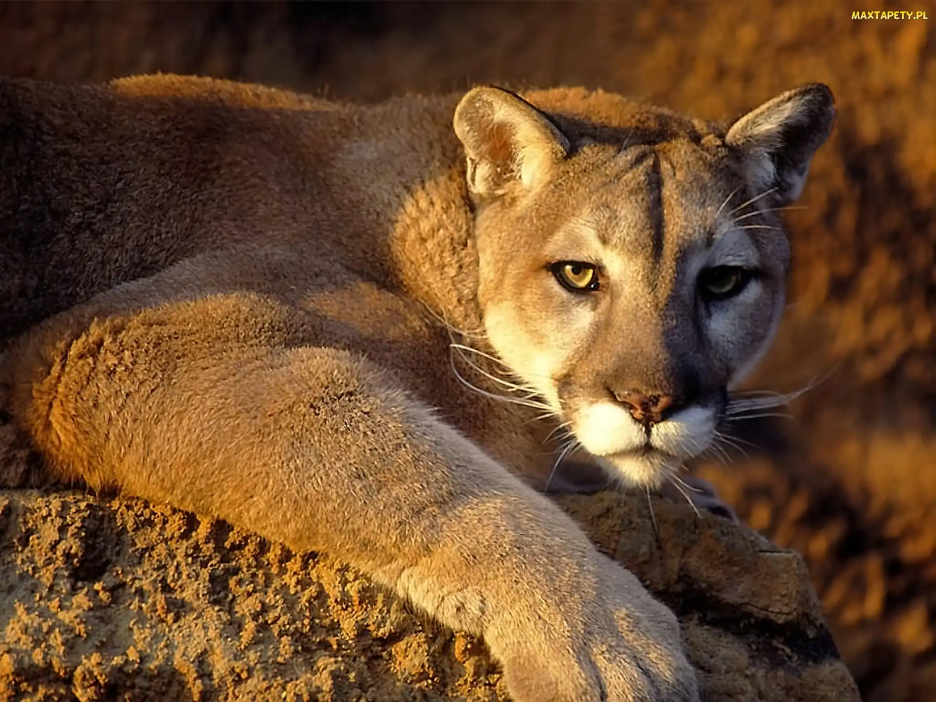 Łapa, Puma