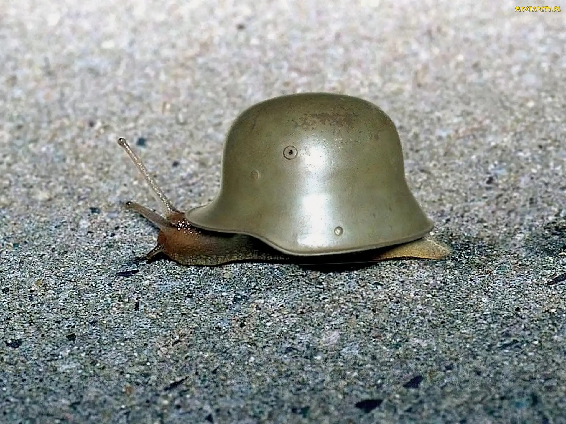Żołnierski, Chełm, Ślimak