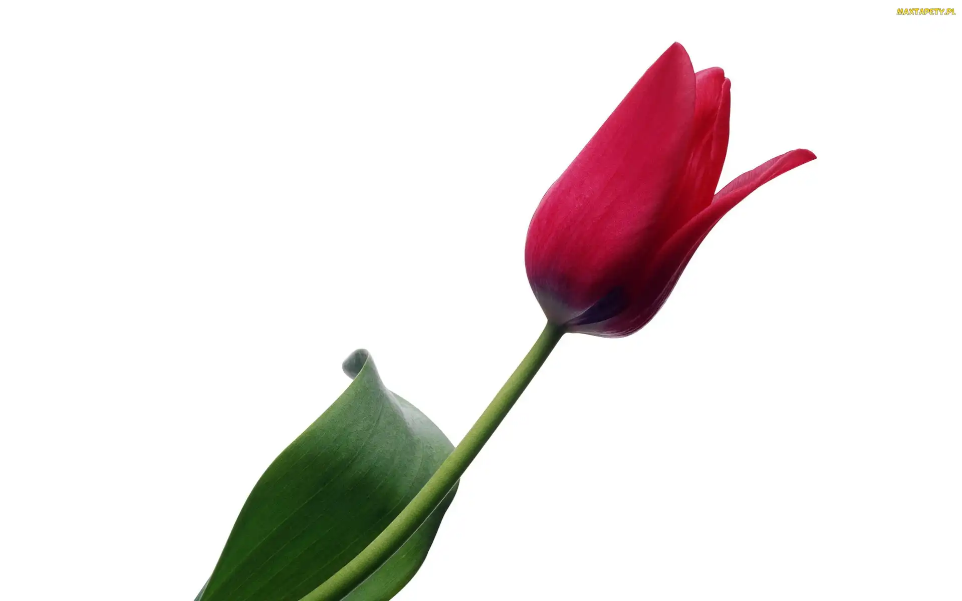 Tulipan, Liść, Czerwony