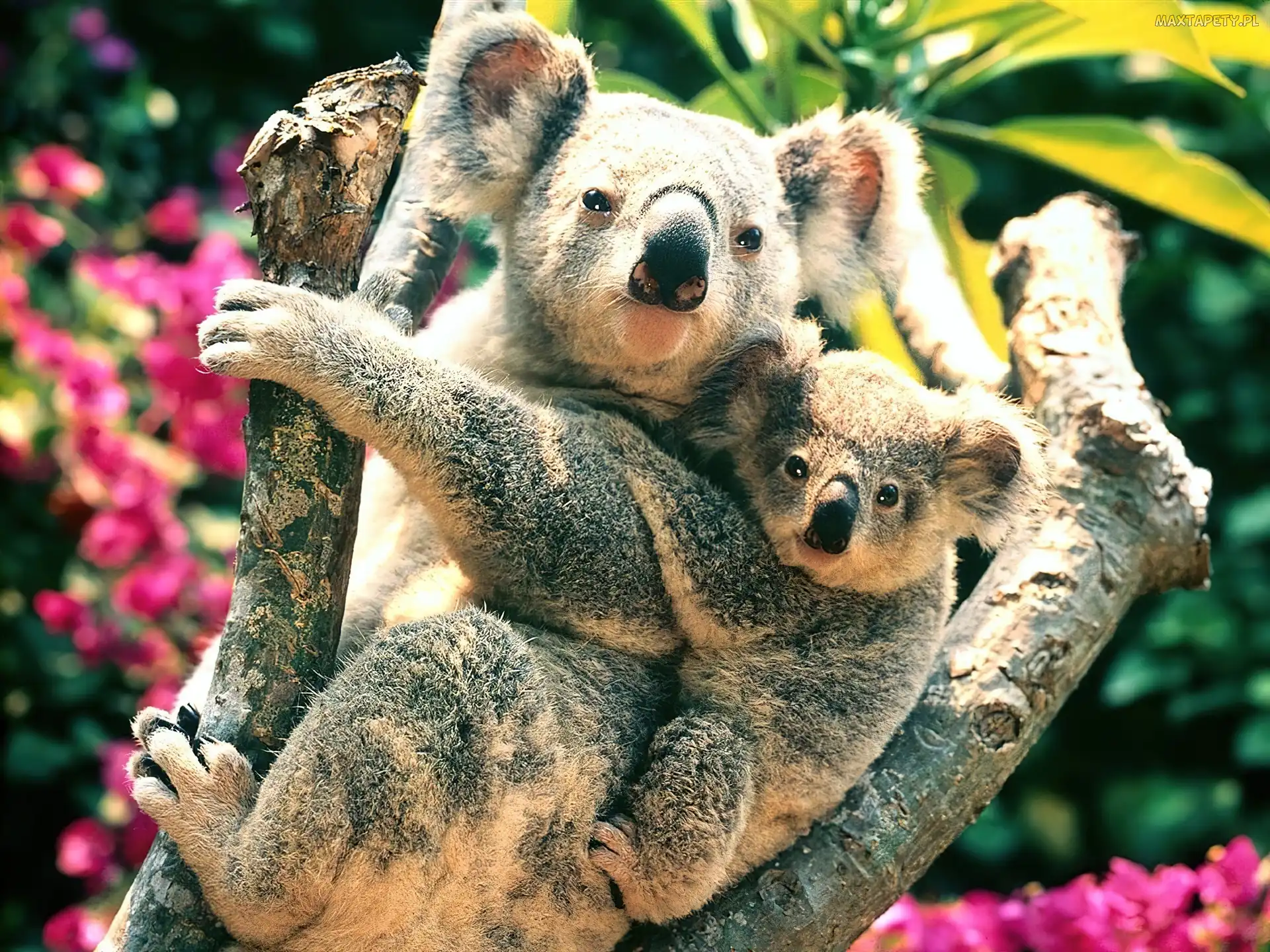 Dwa, Drzewo, Koala, Misie