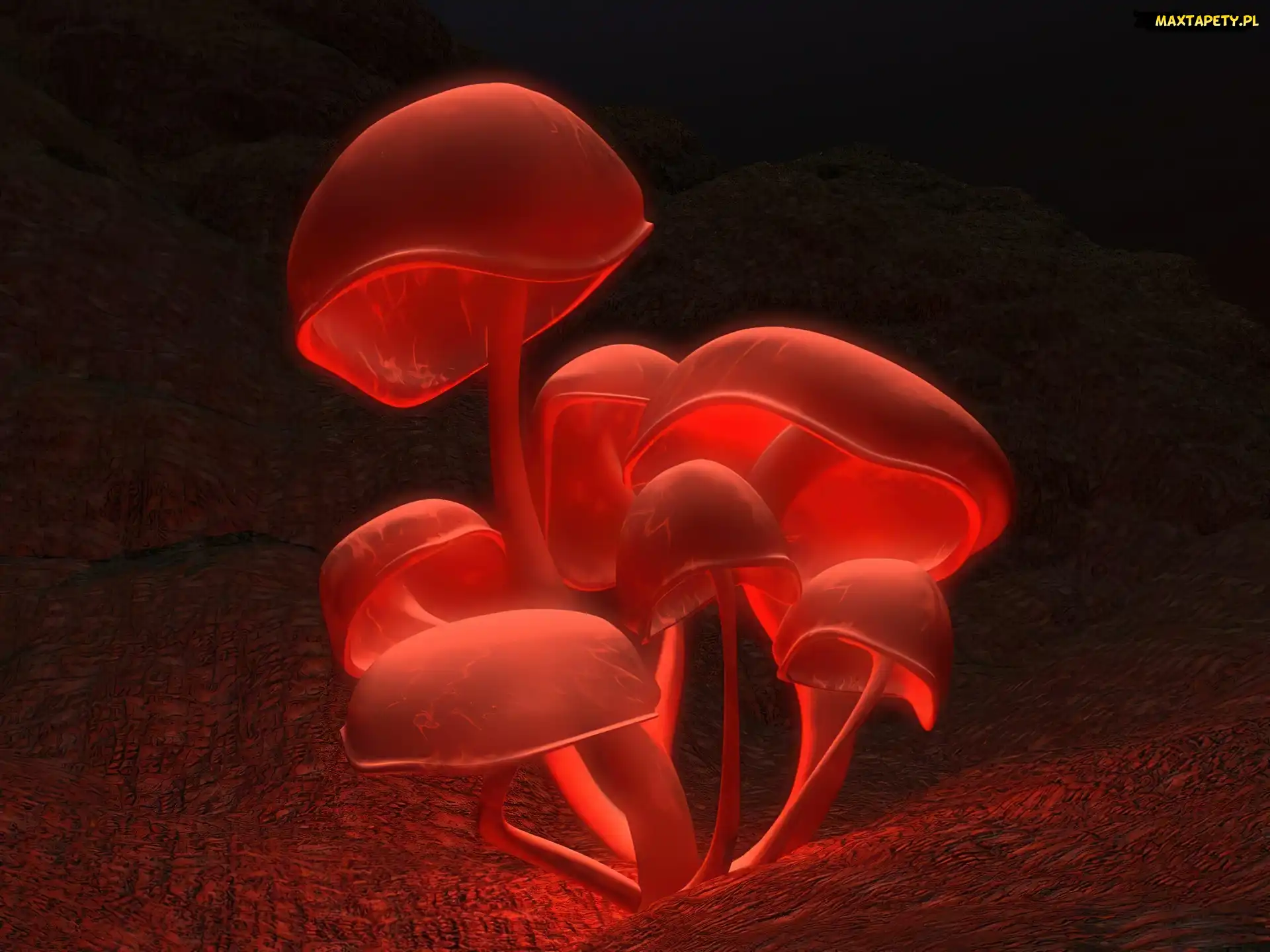 Grzyby, 3D