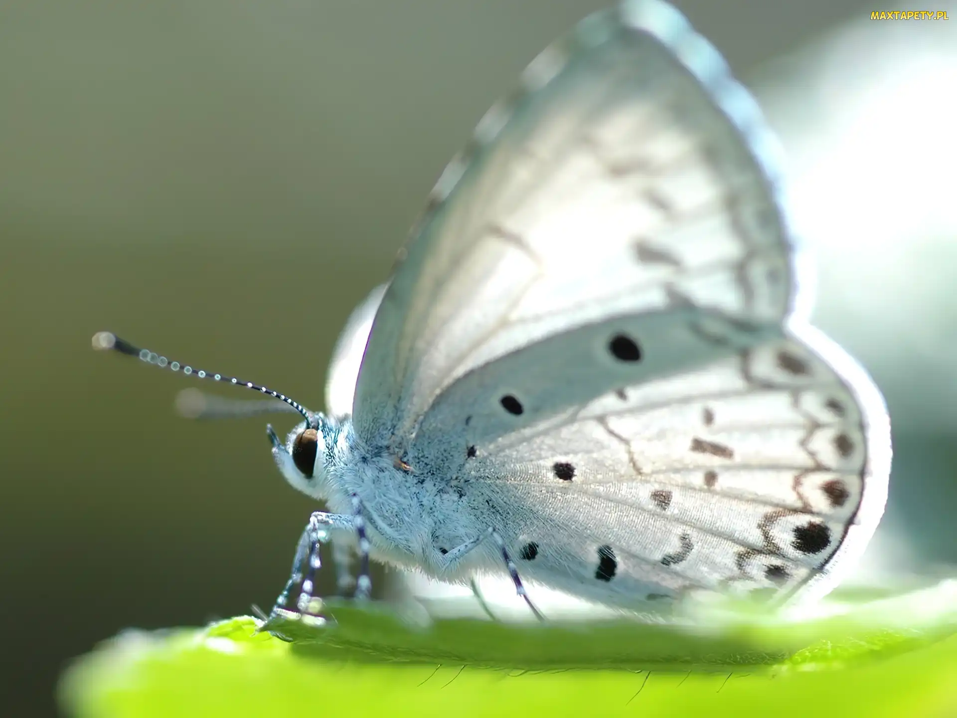 Modraszek, Motyl, Piękny, Biały