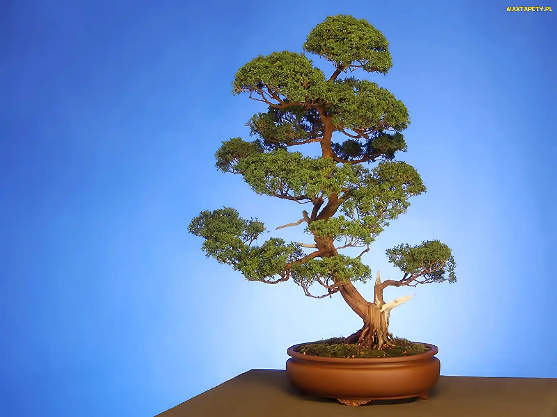 Donica, Brązowa, Drzewko, Bonsai