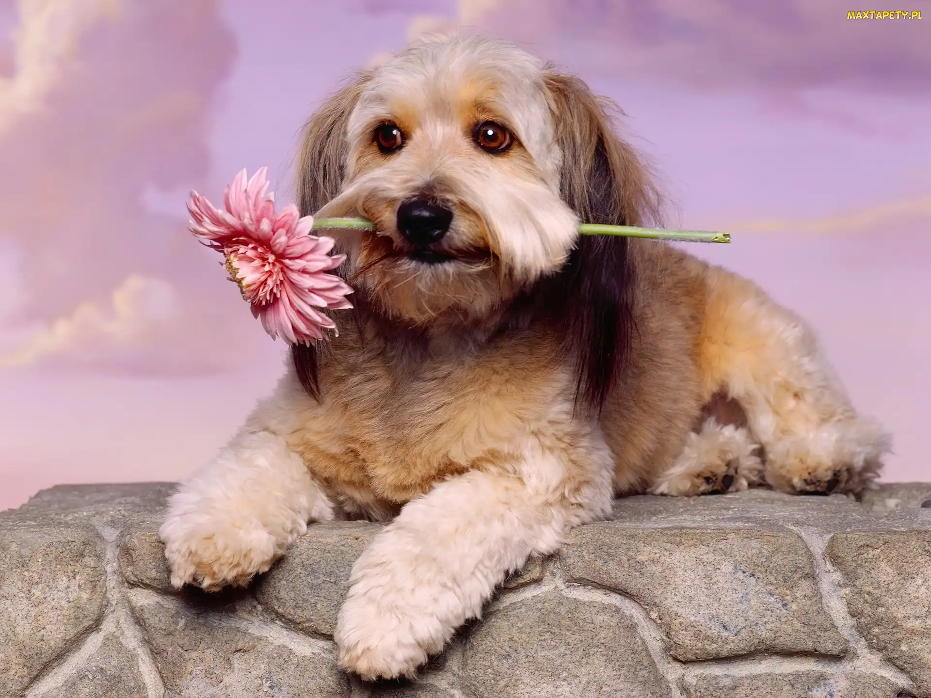 Lhasa Apso, Pies, Różowa, Gerbera