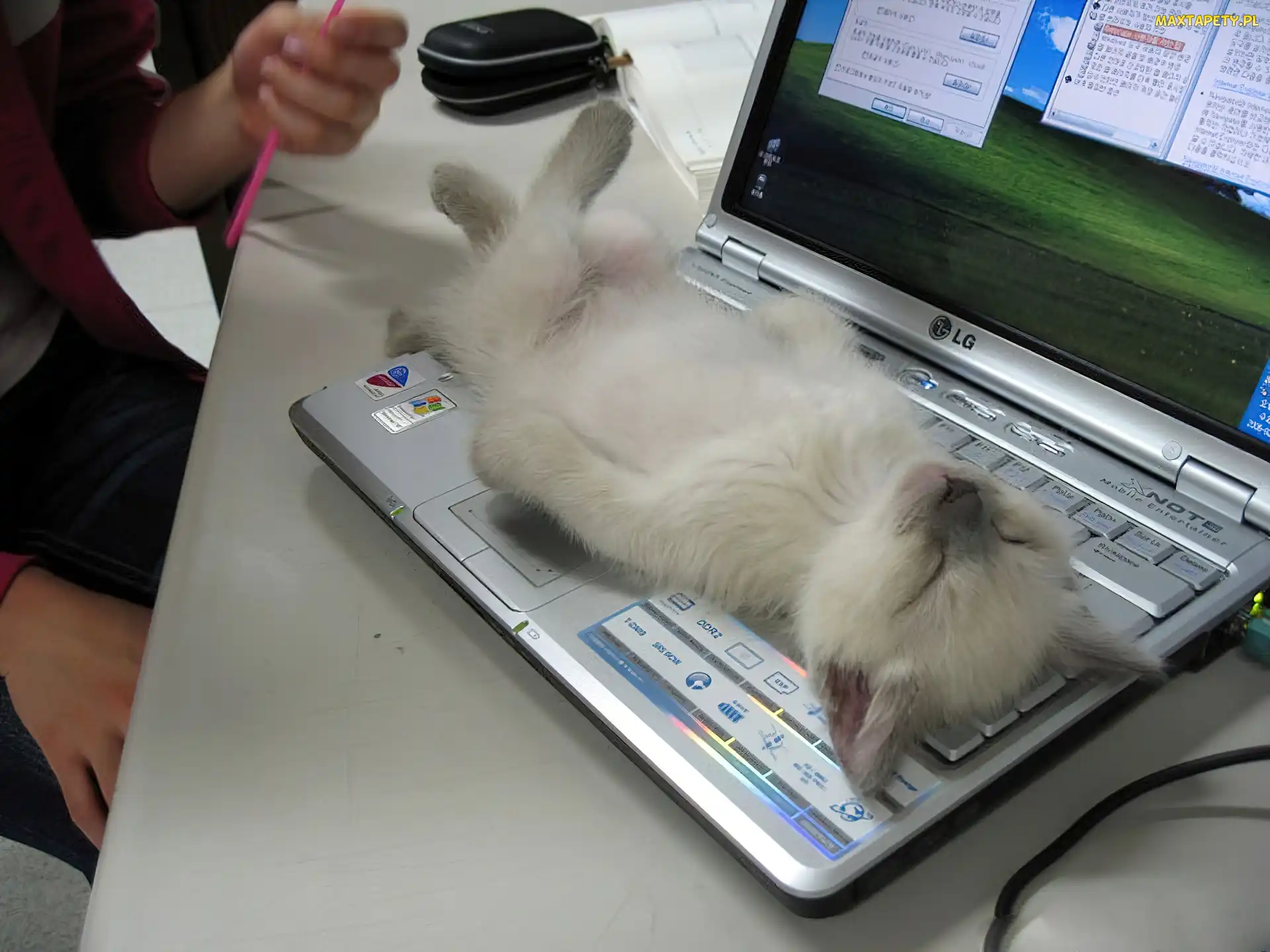 Kot, Odpoczynek, Laptop, Klawiatura