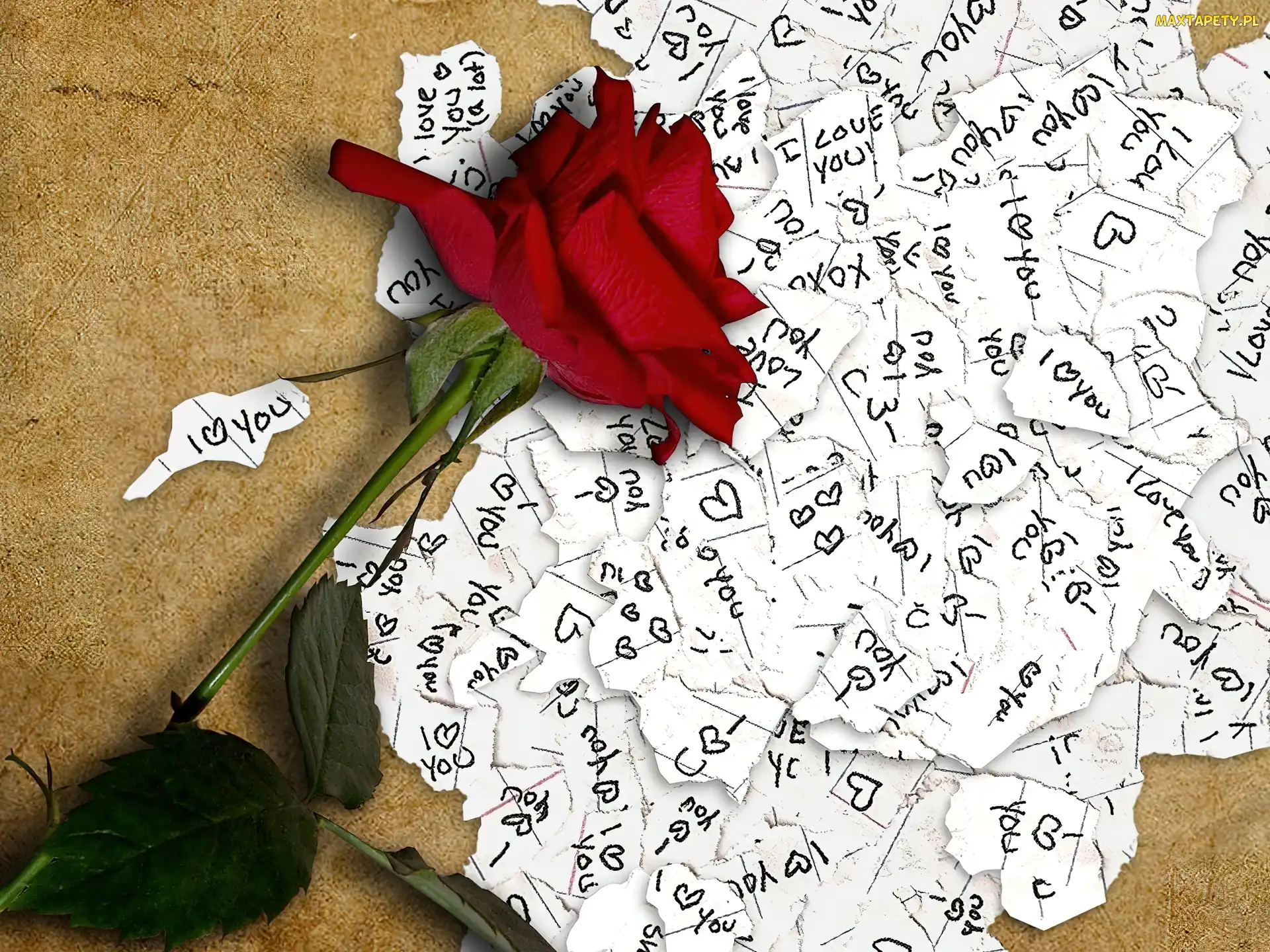 You, Love, Róża, Czerwona, Karteczki, I