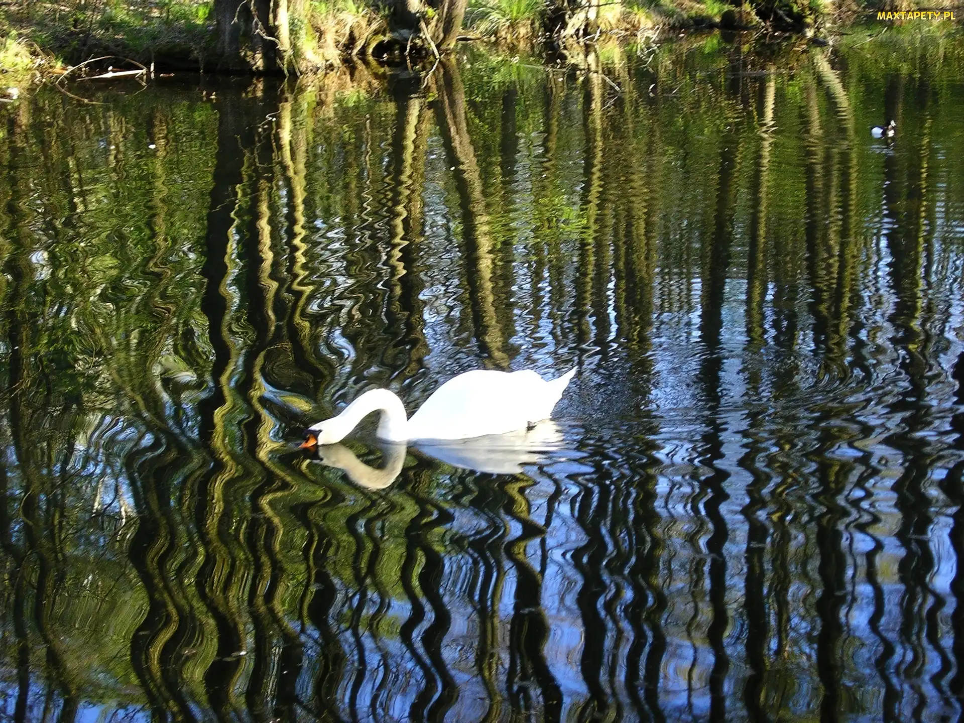 Rzeka, Fale, Łabędź