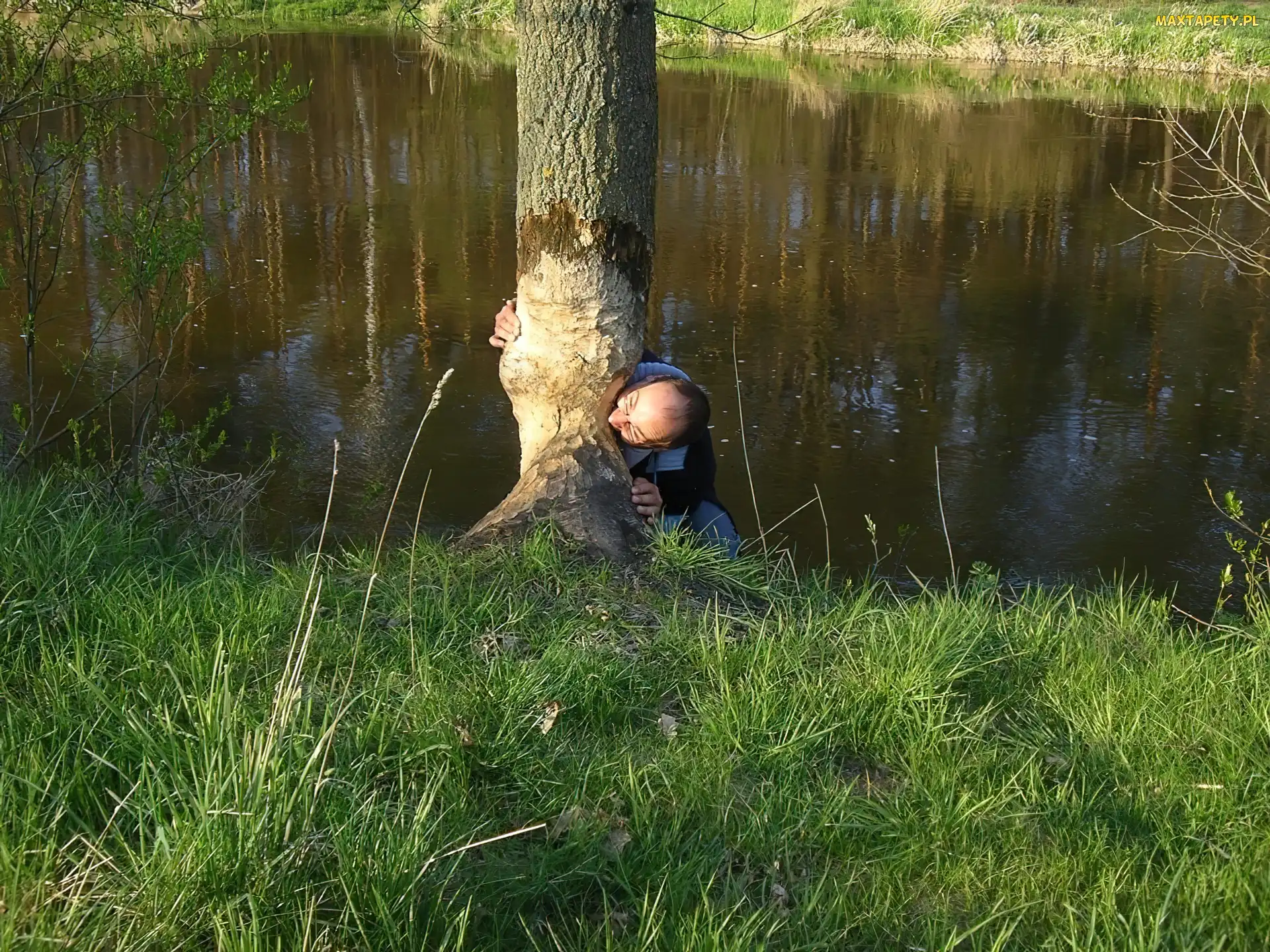 Bóbr, Drzewo, Mężczyzna