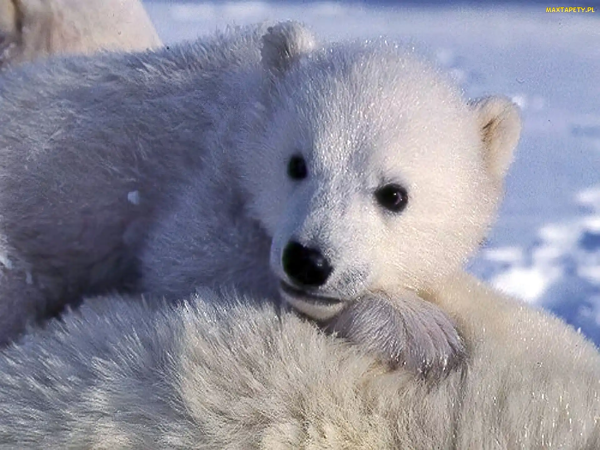 Mały, Polarny, Miś