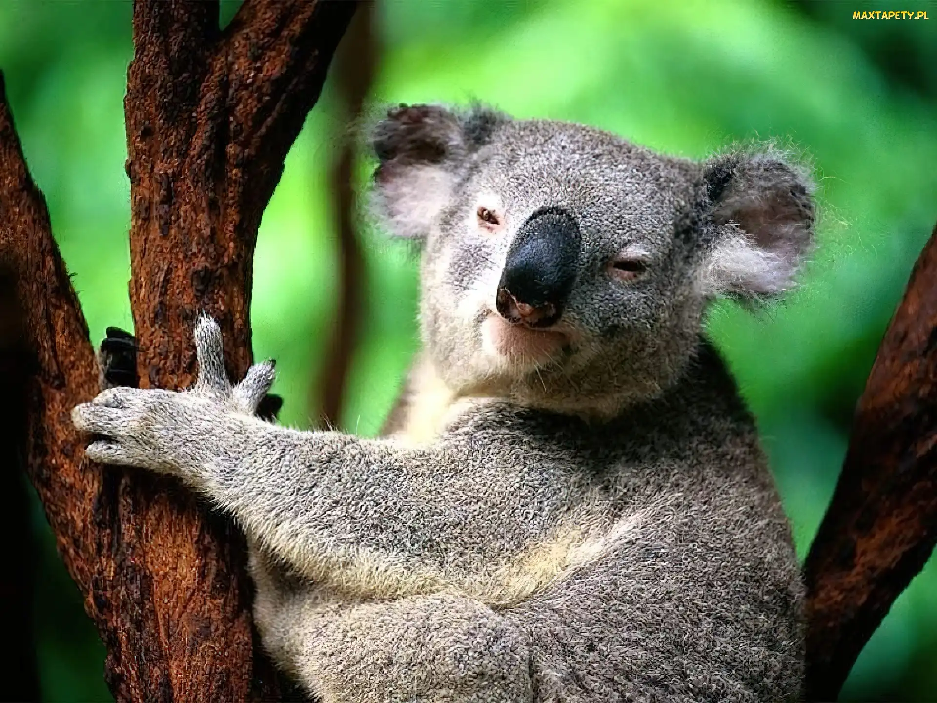 Szary, Koala, Misiek