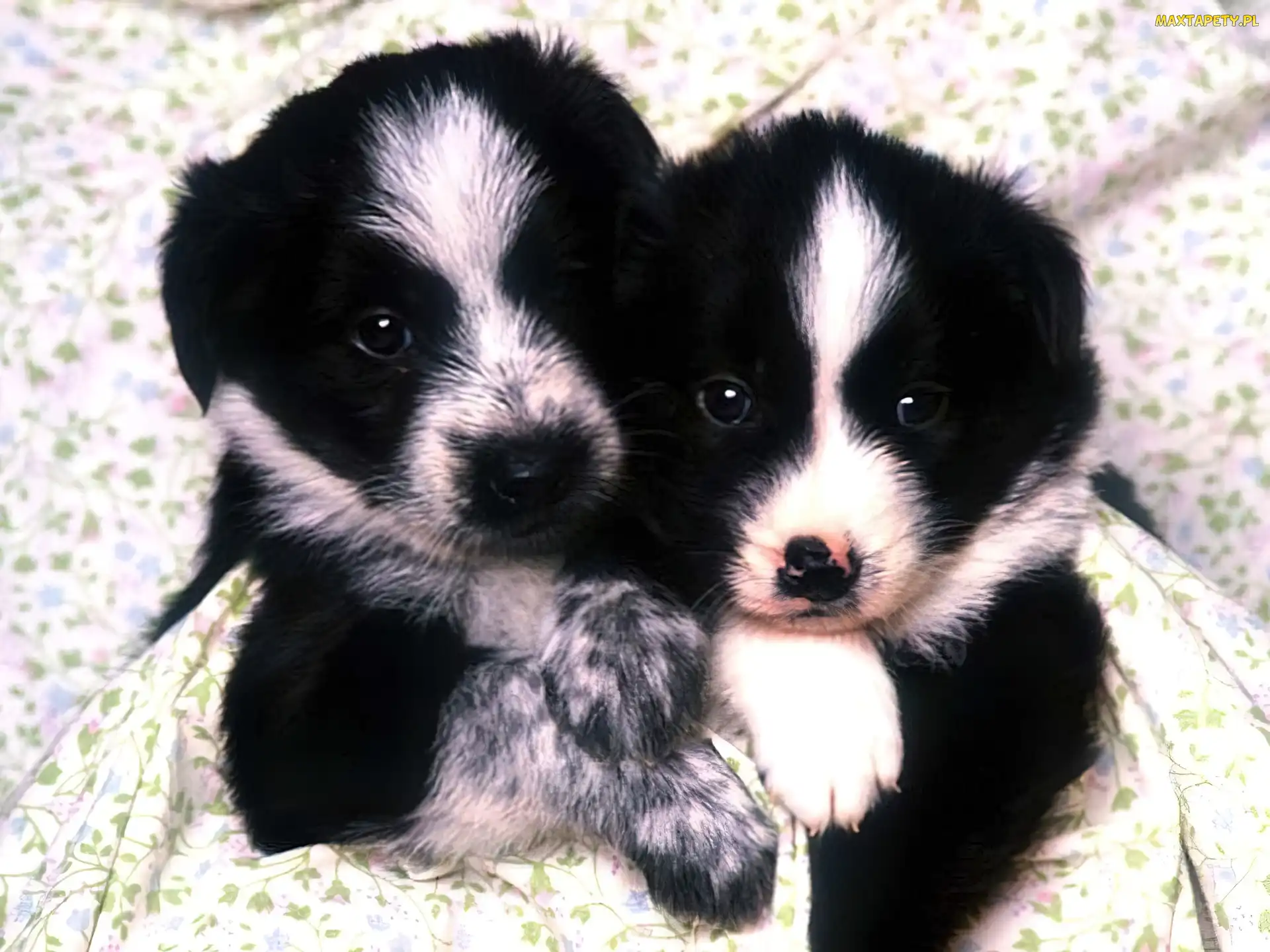 Czarne, Border Collie, Pieski, Małe, Biało