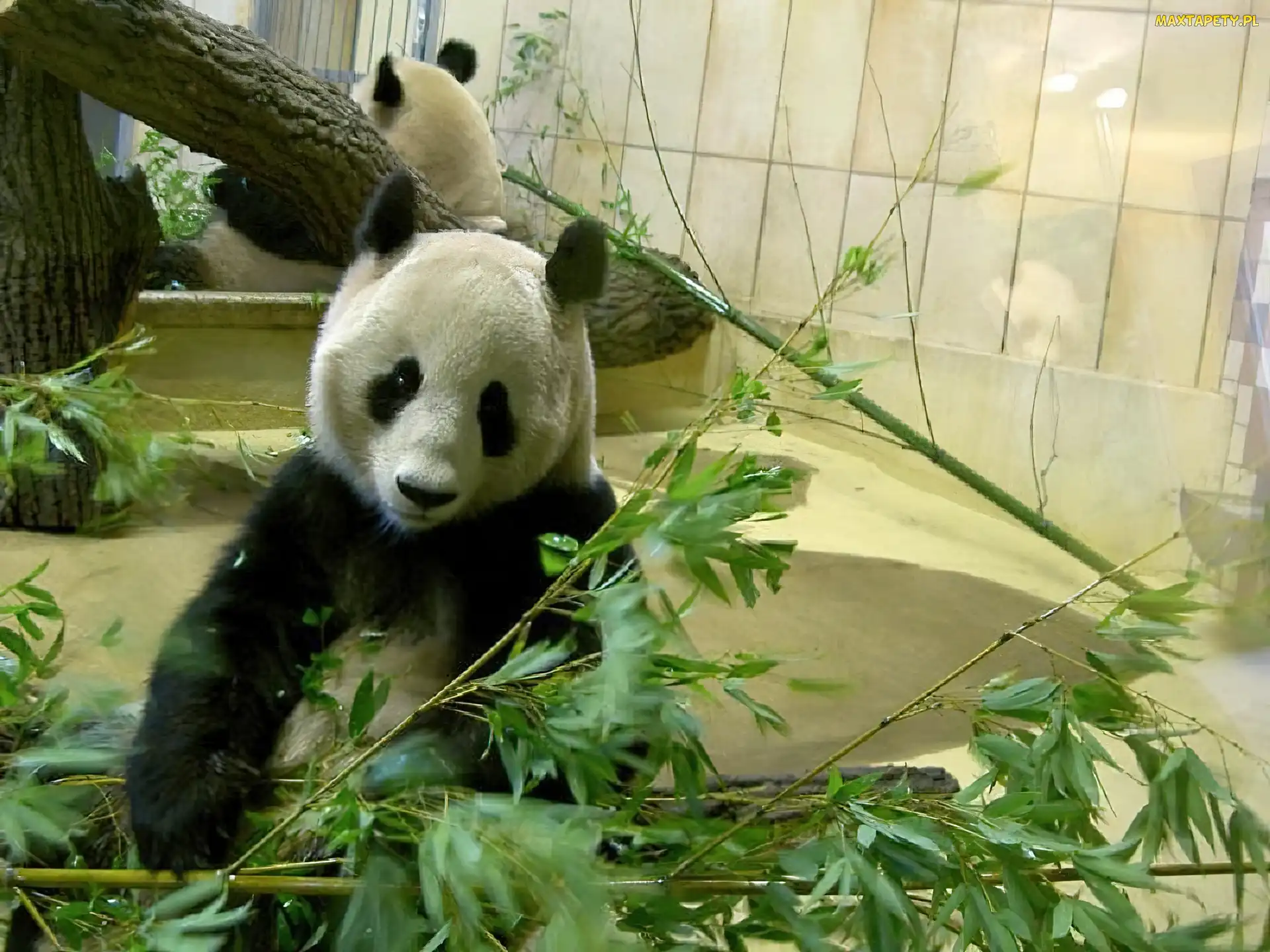 Zoologiczny, Ogród, Miś, Panda