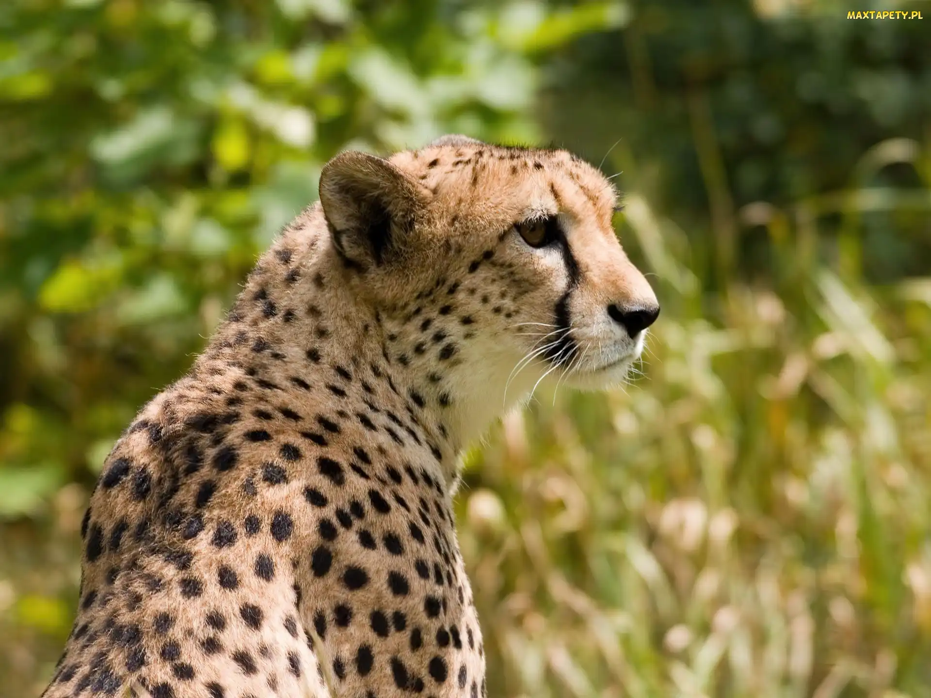 Gepard, Cętki