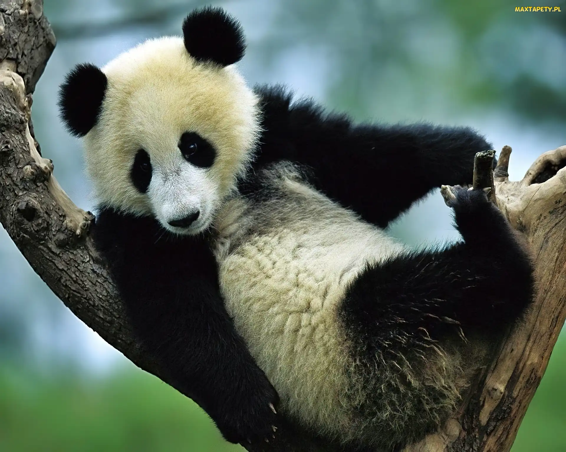 Wielka, Panda