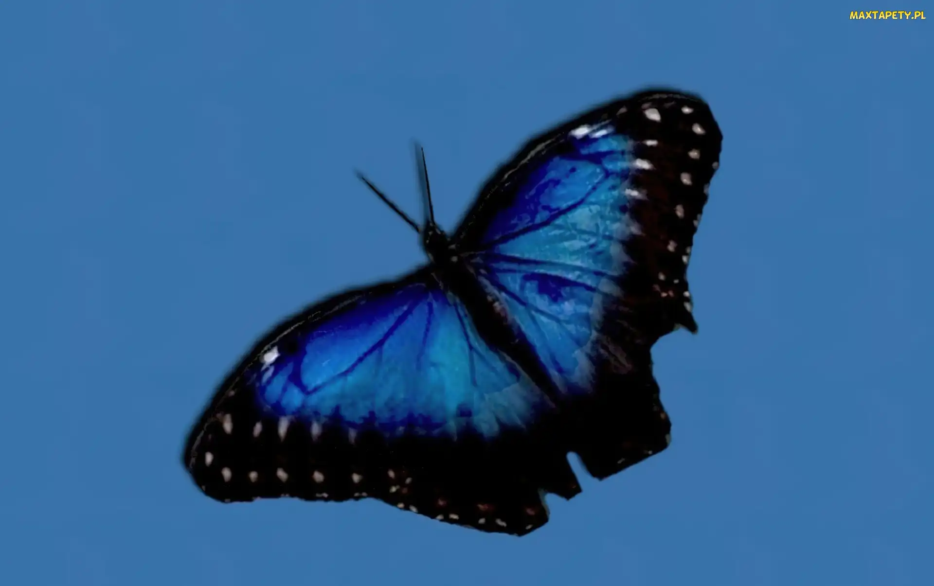 Czarny, Motyl, Niebiesko
