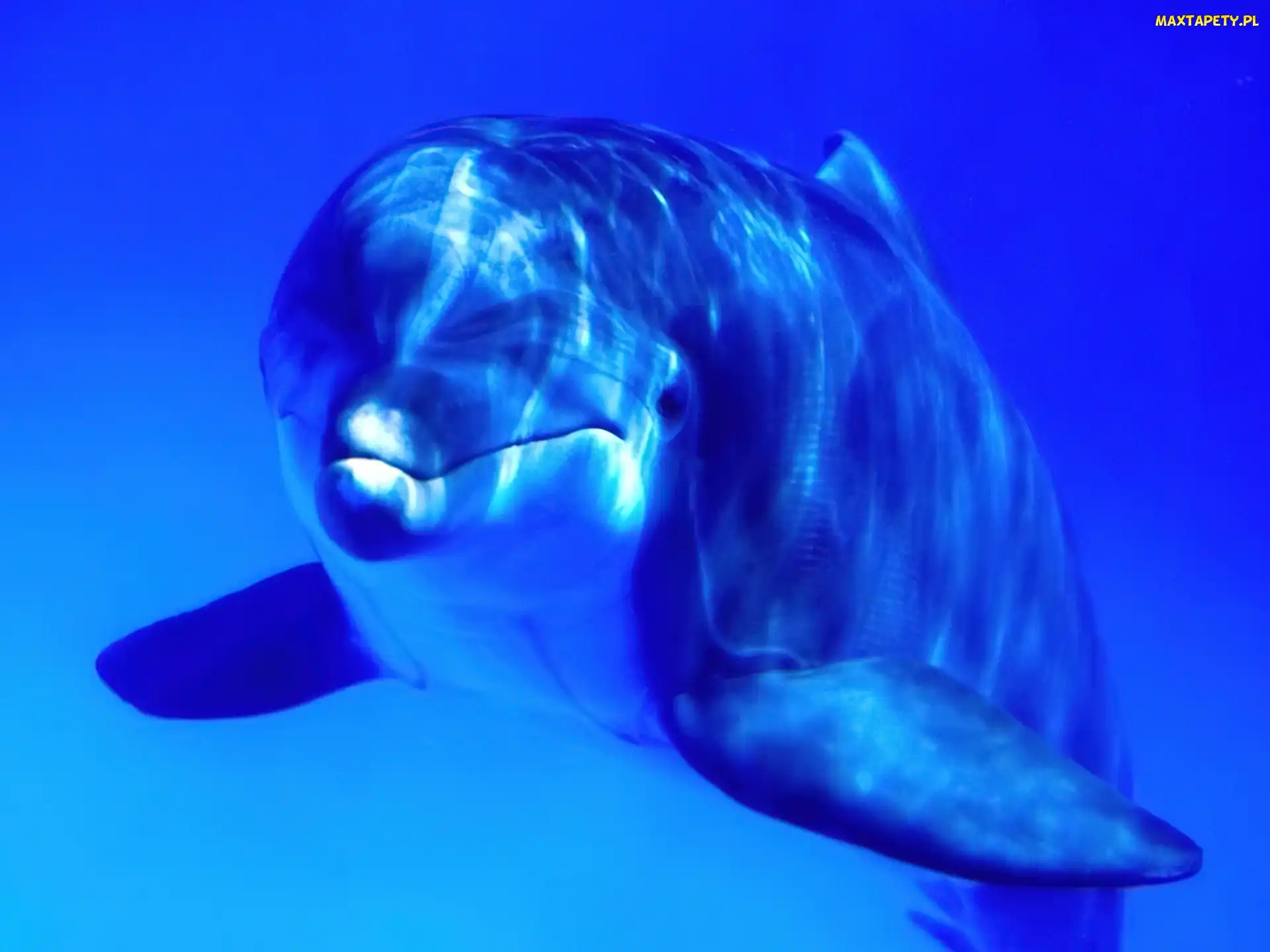 Niebieska, Woda, Delfin