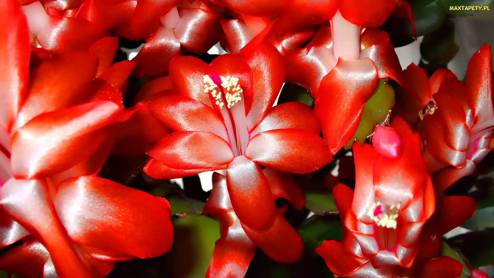 Szlumbergera, Grudnik, Czerwone, Kwiatki