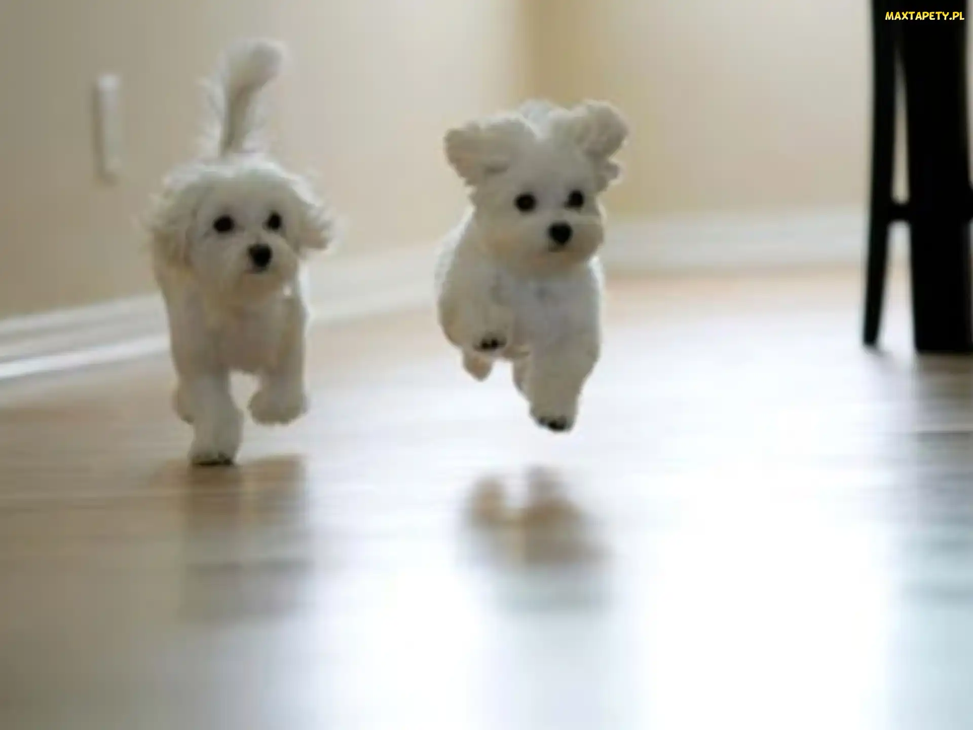 Pieski, Bichon frise, Dwa