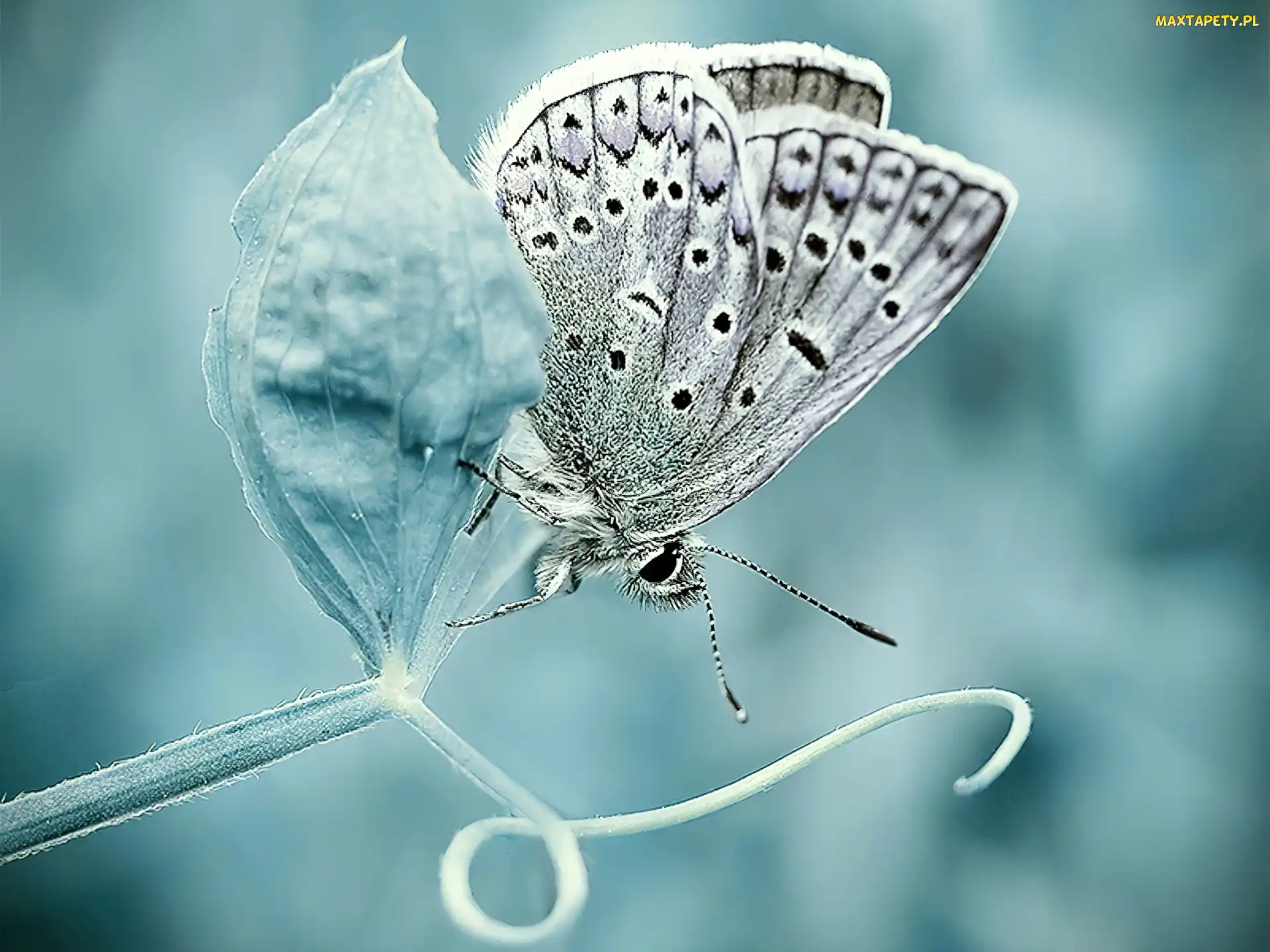 Łodyga, Modraszek ikar, Biały, Motyl